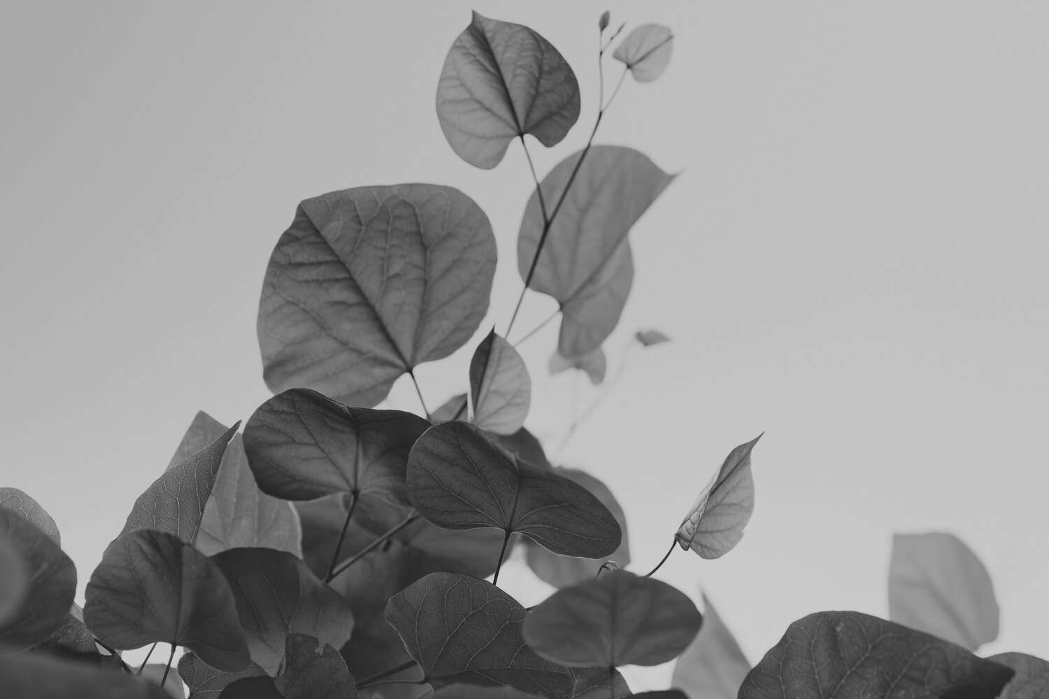 Leaves and Sky