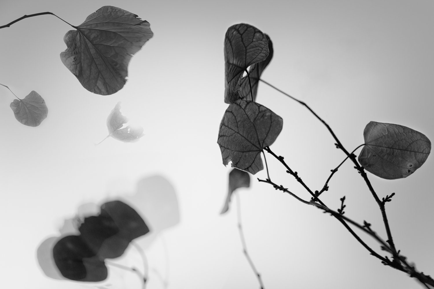 Leaves and Wind