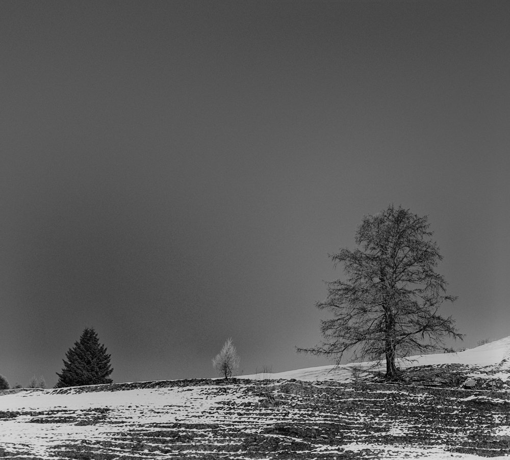 Three Trees