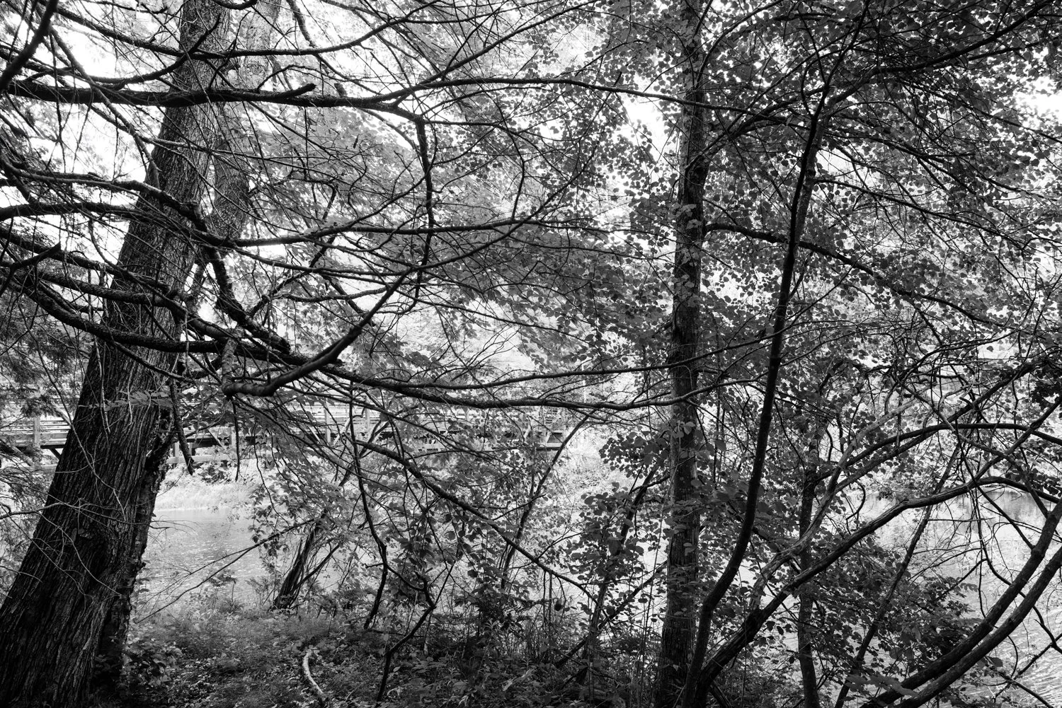 Fore River Canopy