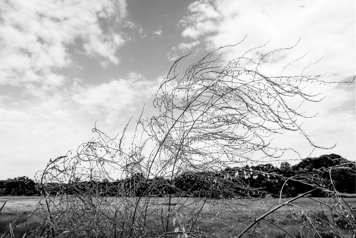 Wind Blown on the Salt Marsh