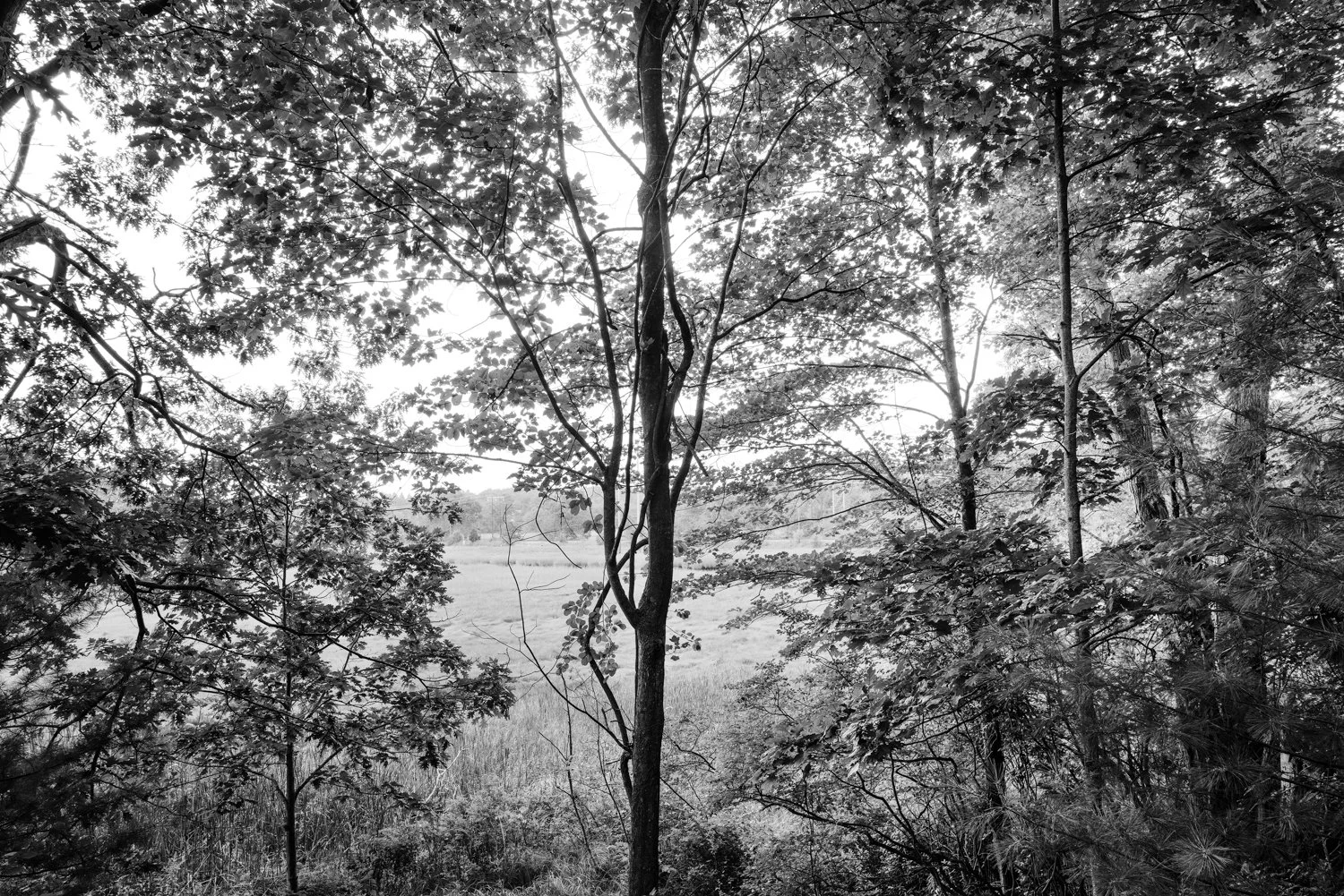 Grasses and Trees