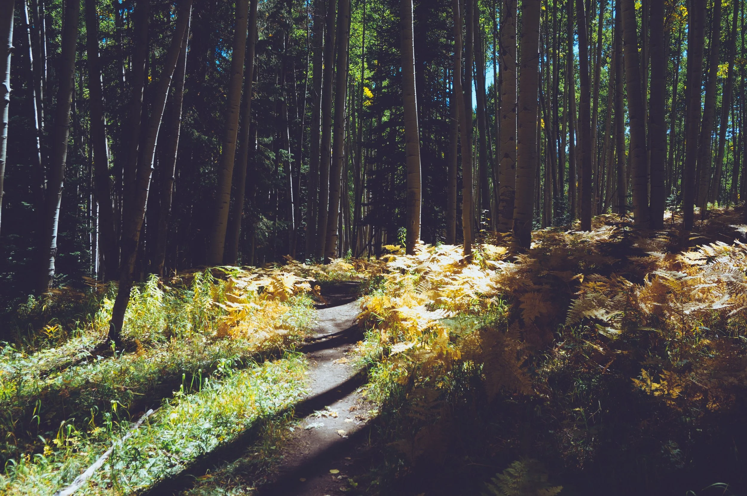 DSC04945 (Priime Transcend).jpeg