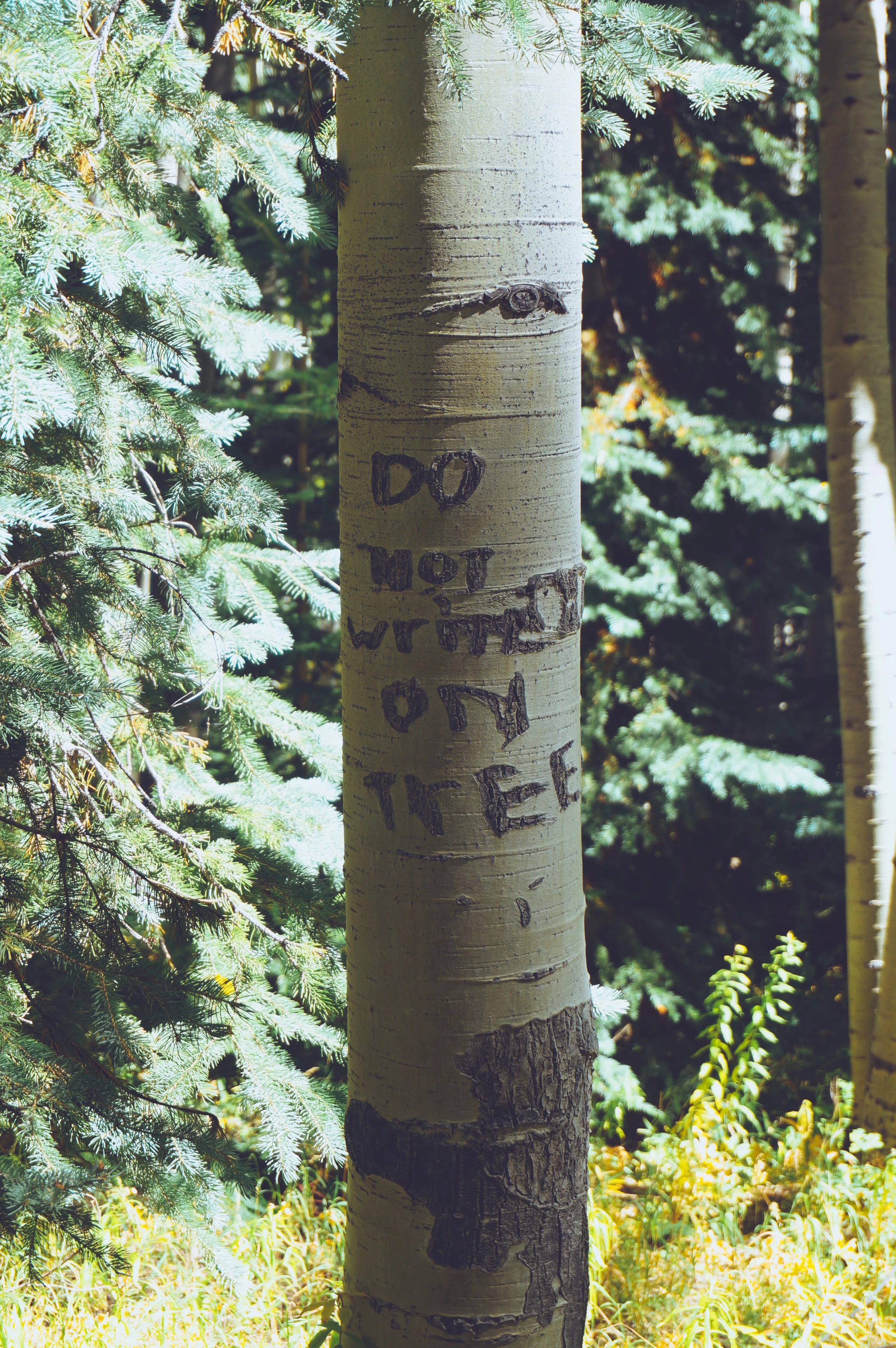 DSC04954 (Priime Transcend).jpeg