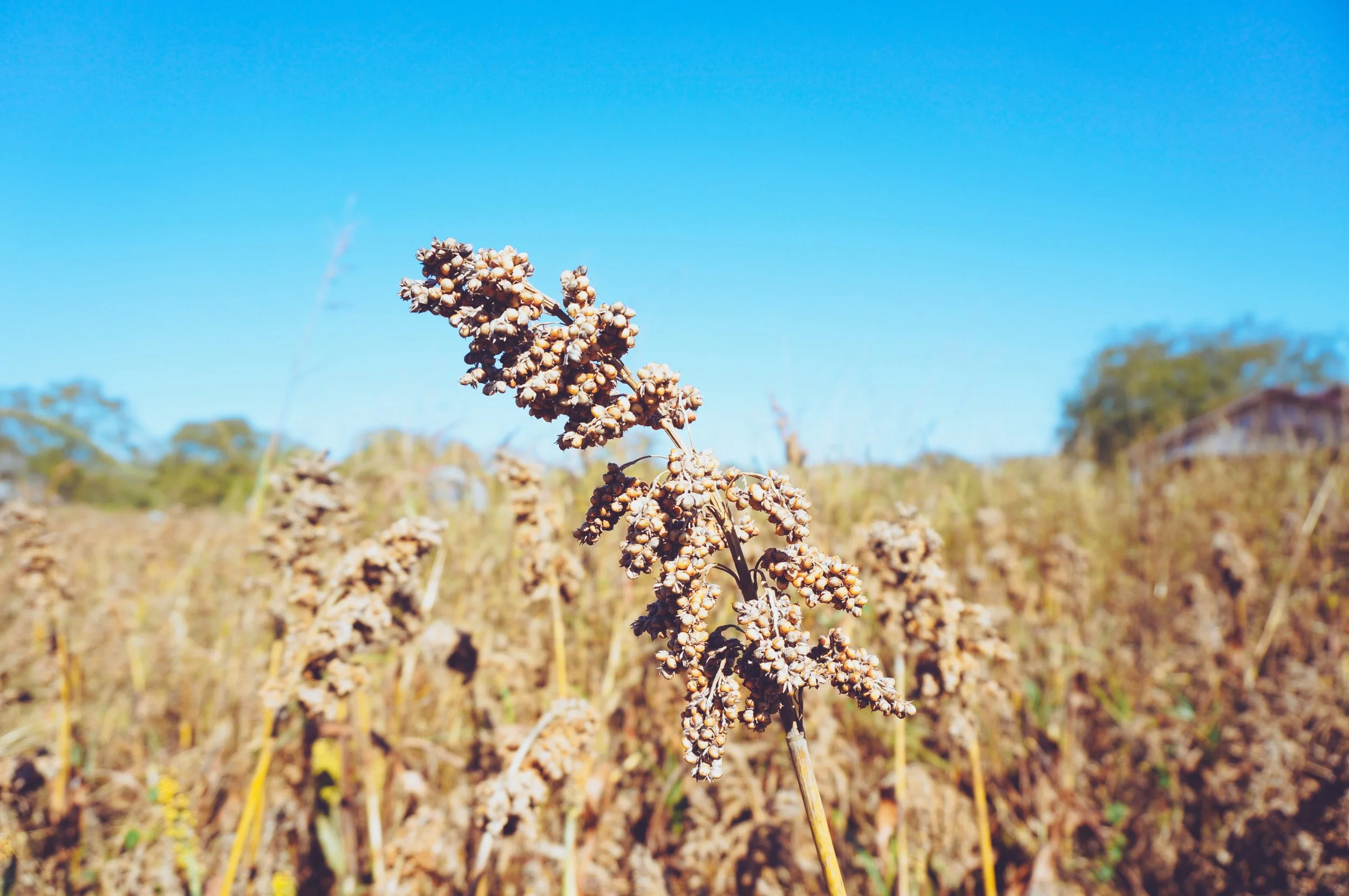 DSC05240 (Priime Transcend).jpeg