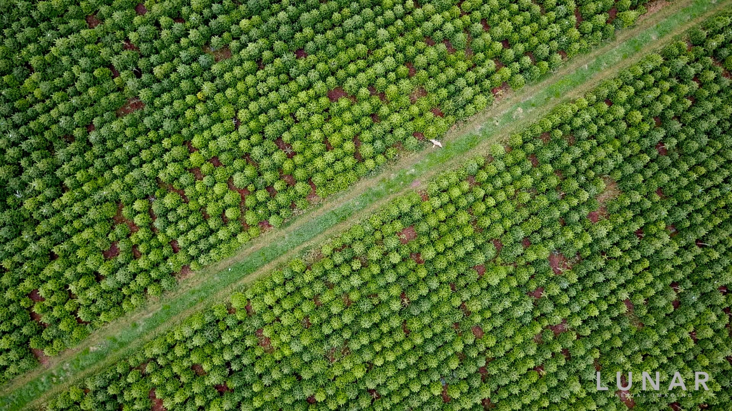 Christmas Trees, Dundee, Scotland, drone aerial photograph by LUNAR Aerial Imaging
