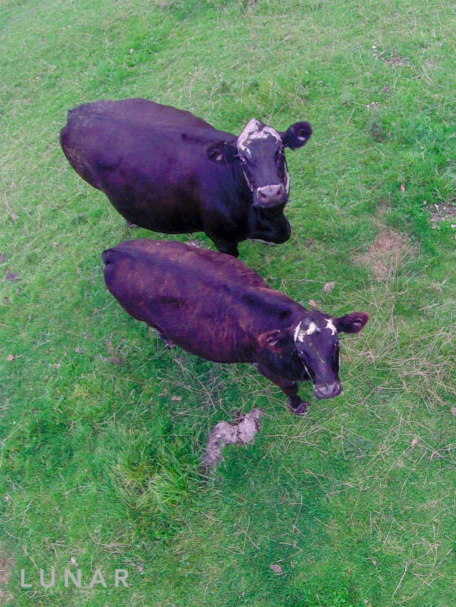 Cows meet drone, Cheshire, LUNAR Aerial Imaging