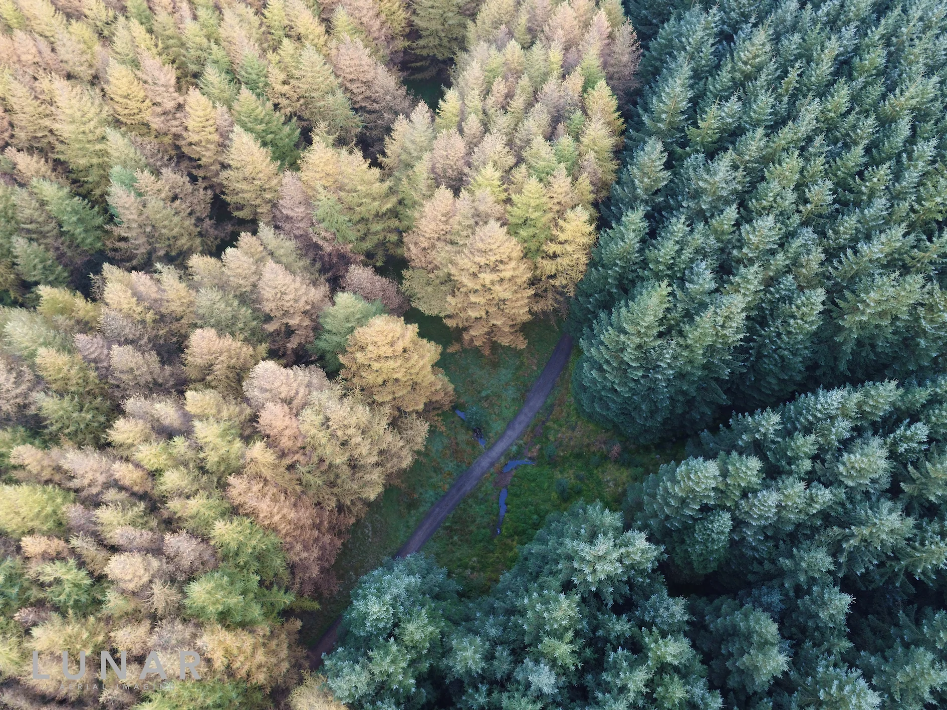 aerial photograph of forest trees in the Northwest