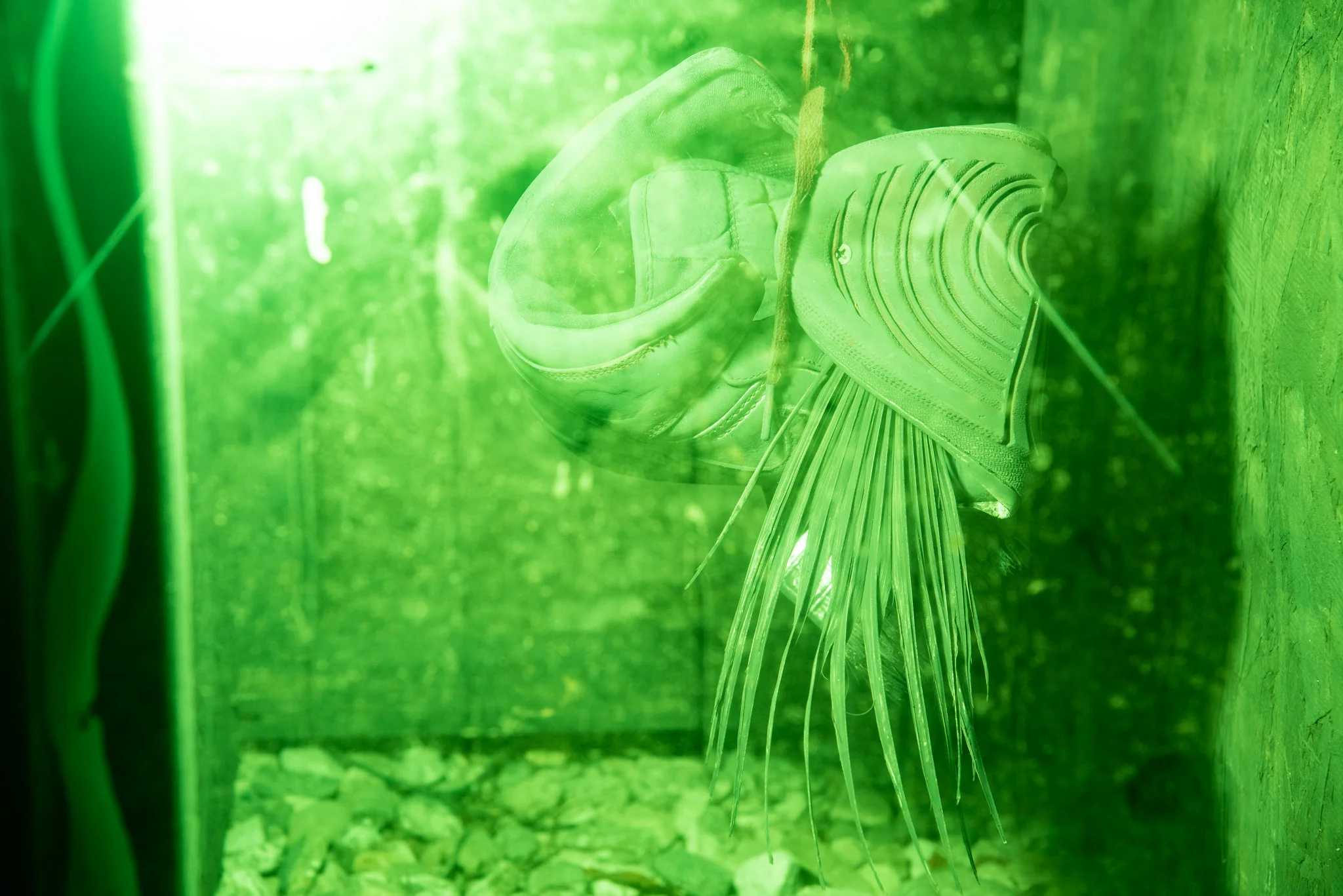 nicolas shake - the parks 20 4 web.jpg