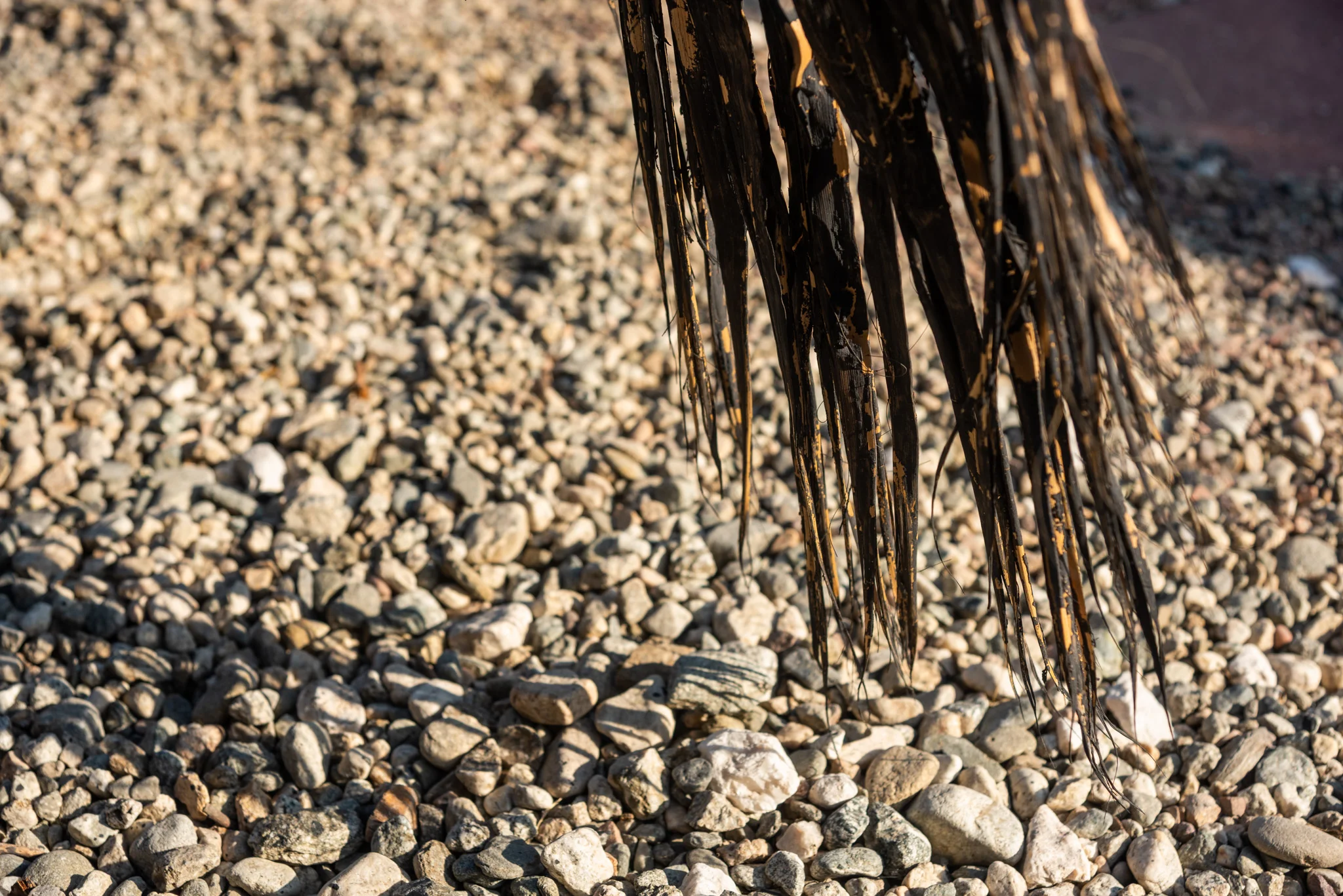 nicolas shake - the parks 27 4 web.jpg