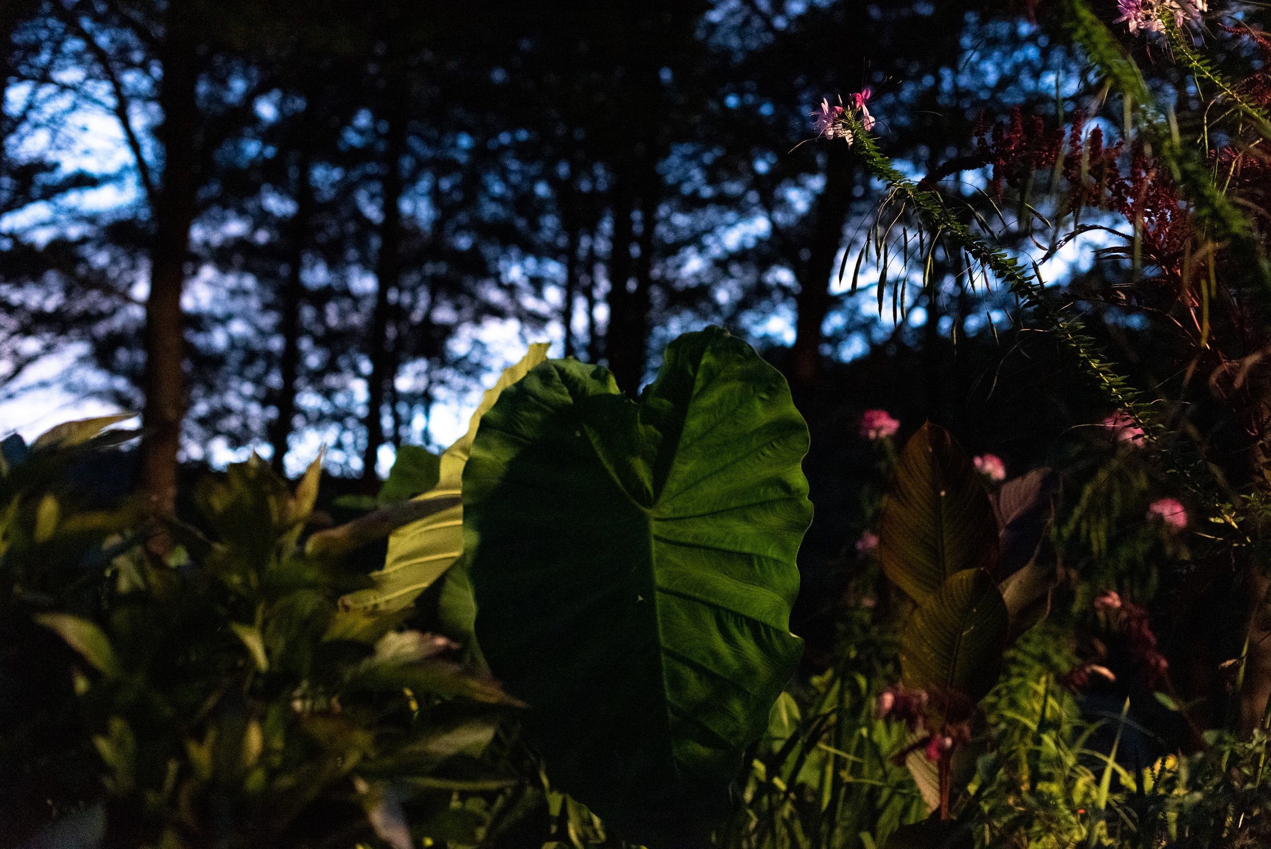 029_- Benjy Backyard Garden Sunset_Christopher Wormald Photography.jpg