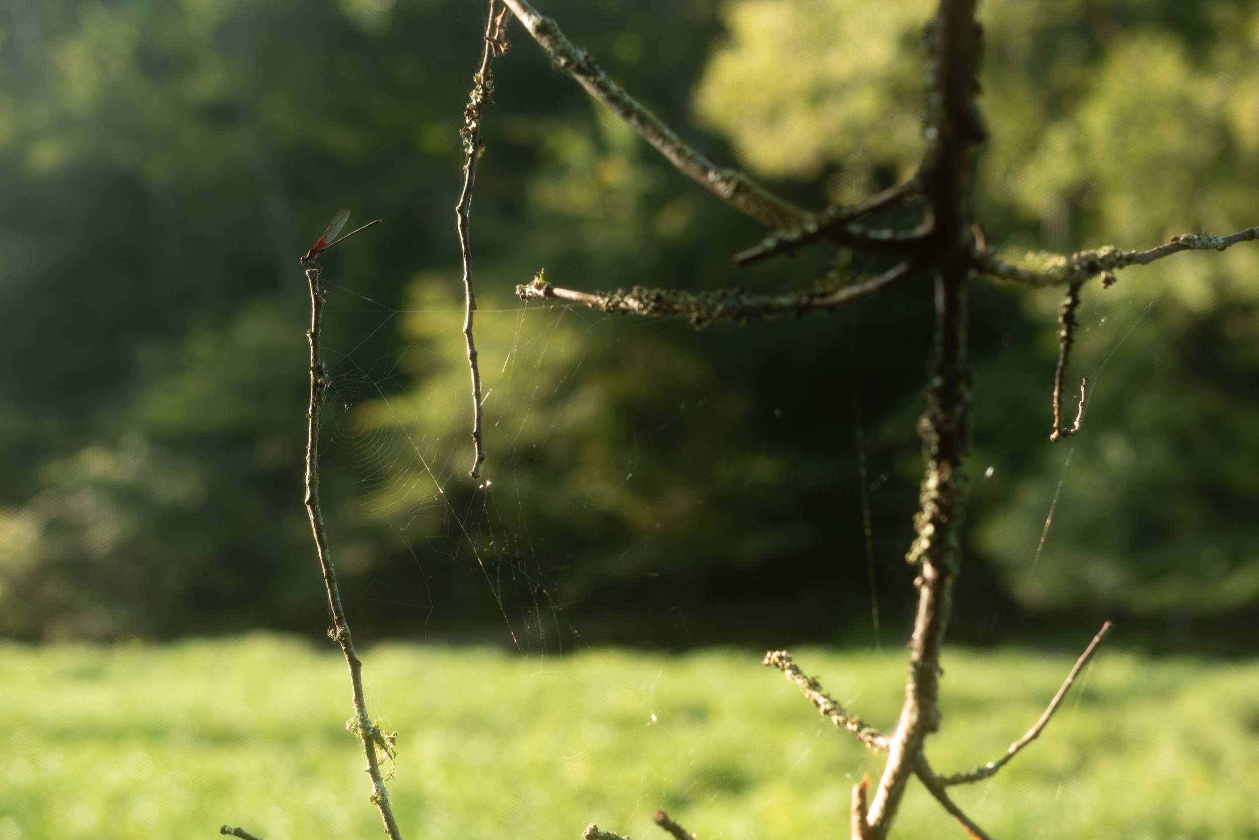 030_- Dragonfly_Christopher Wormald Photography.jpg