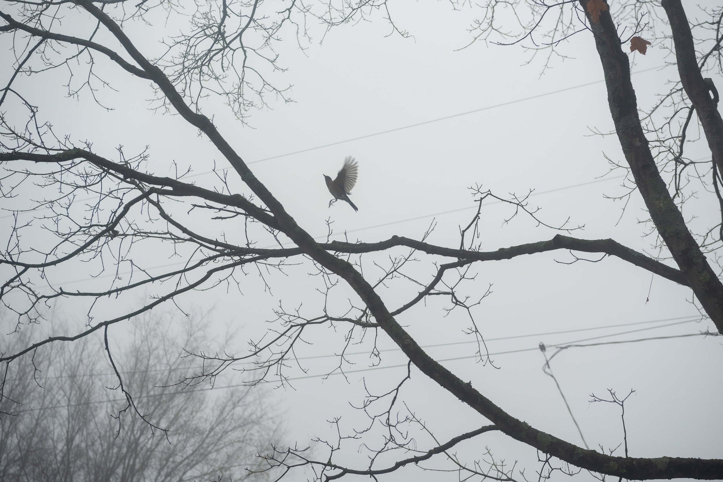 037_228 - Nashville Foggy Morning_Christopher Wormald Photography.jpg