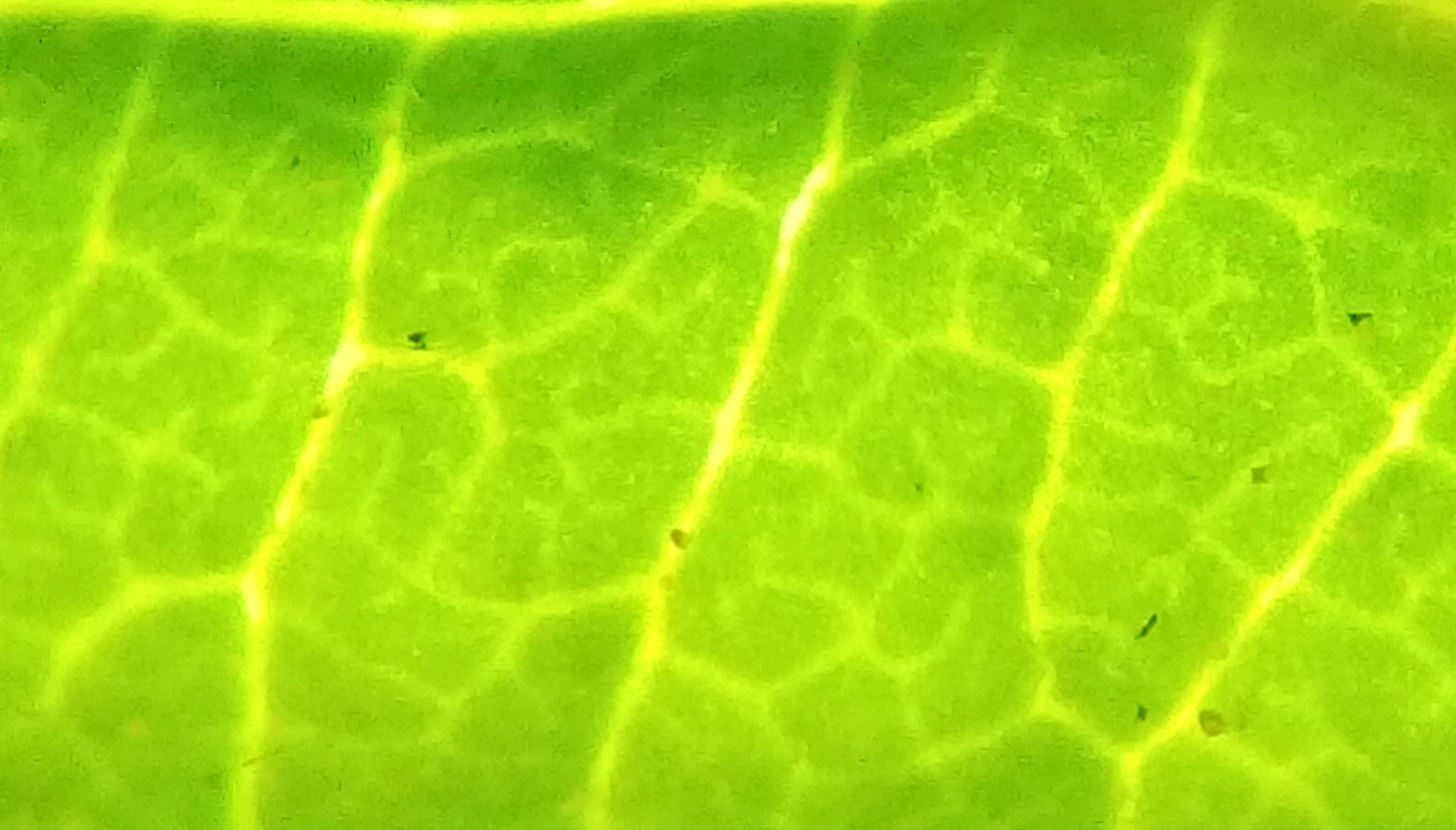 leaf