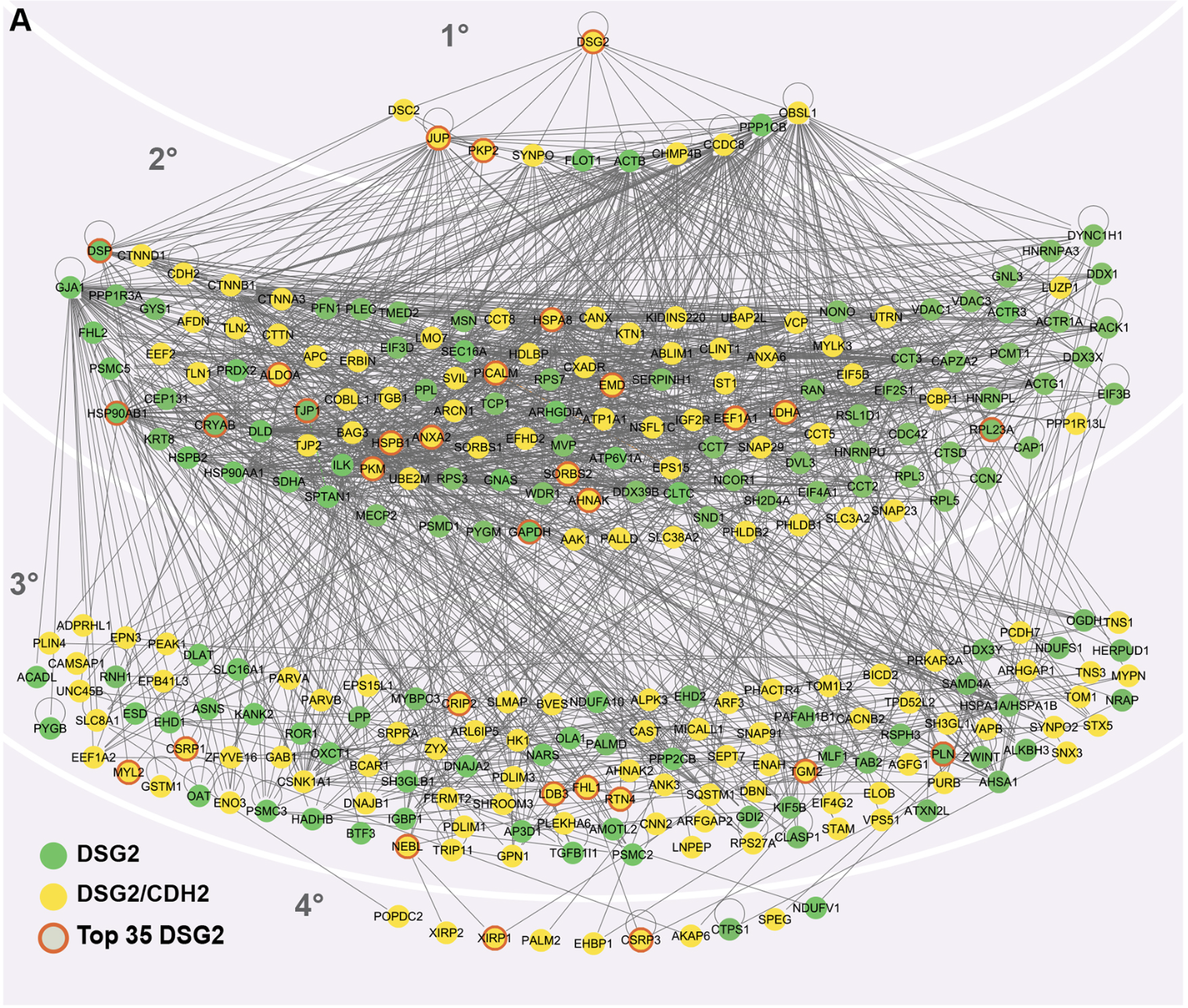 Cardiomyocyte Dsg2 Interactome