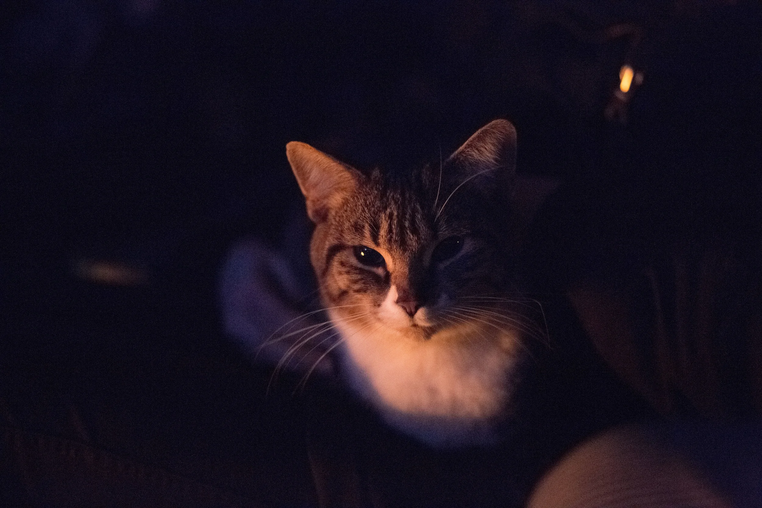 rotas show 12_16_15-1.jpg