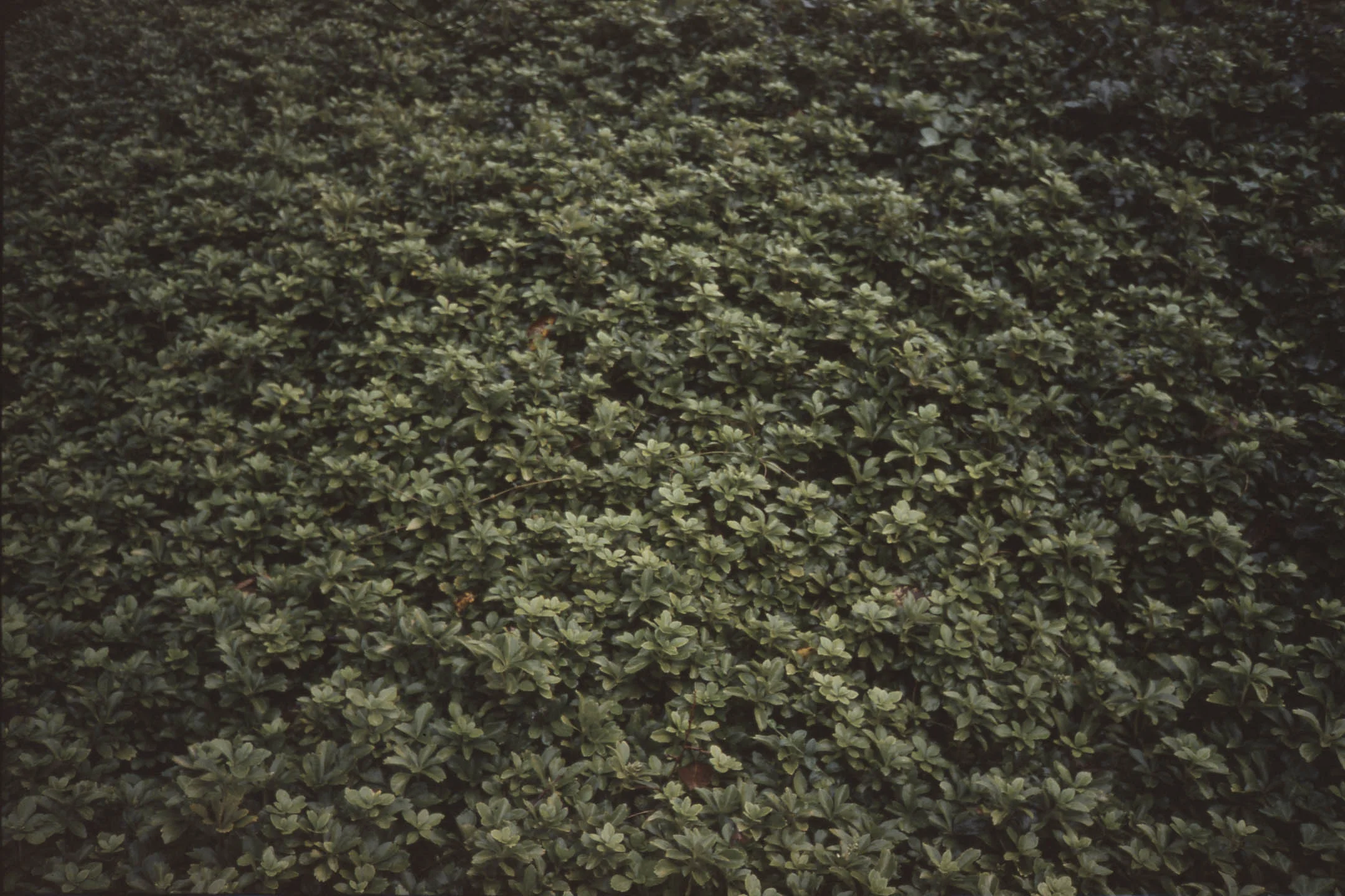 ML Film 2017001.jpg