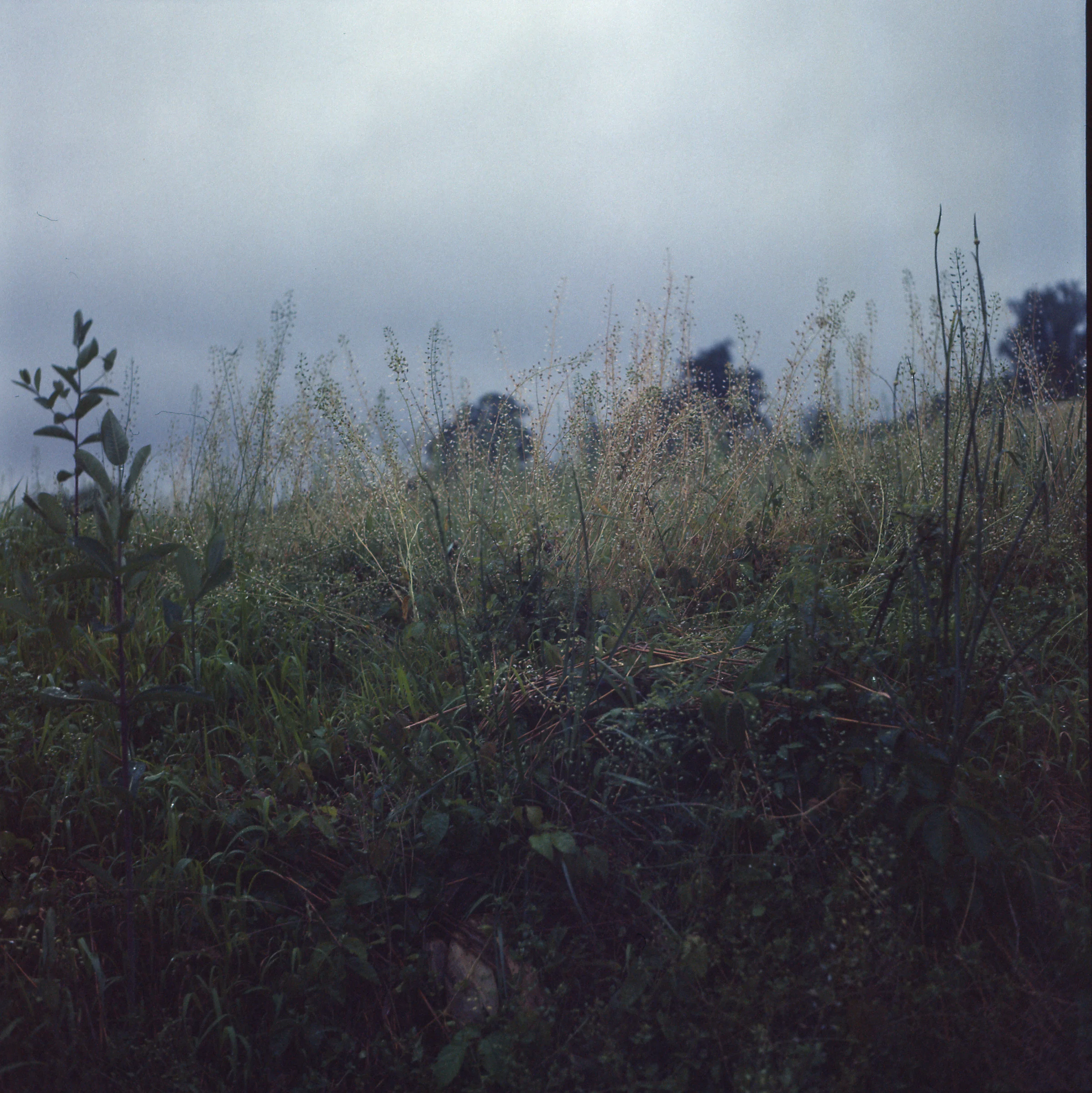 YashicaMat Summer 18009.jpg