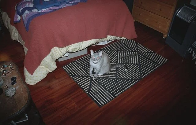 kunk is the butteriest butter that you&rsquo;ll ever do 🎶 .
.
.
.
.
#catsofinstagram #catsonfilm #kunkalovesthalia #film #35mm #35mmphoto #baltimoreonfilm #portraitofacat