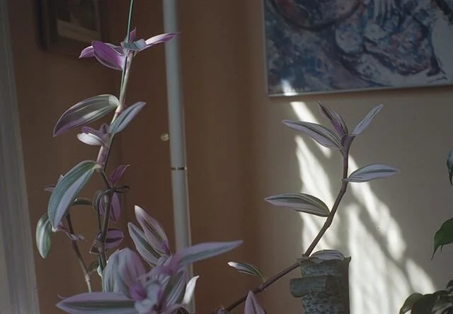 Ruscombe Mansion in the quiet light of the pandemic.
.
.
.
.
.
#baltimore #baltimorefilm #filminbaltimore #naturallight #analogphotography #filmisalive #grainisgood #yashicaministerd #quarantine #covid19photography