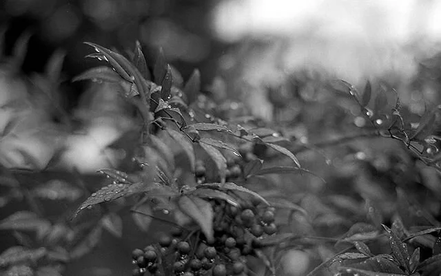 35mm | baltimore
.
.
.
.
.
#blackandwhite #blackandwhitephotography #silverphoto #35mm #naturephotography #naturephotographer #bwfilm #grainisgood #analogphotography #takemetola