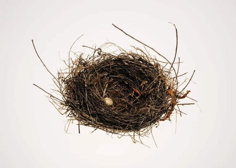 18_0_526_1bird_nests_0051_2.jpg