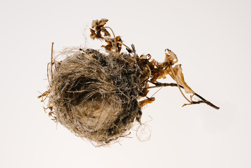 19_0_524_1bird_nests_0009_7.jpg