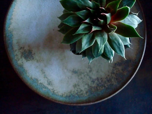 catus : plate .jpg
