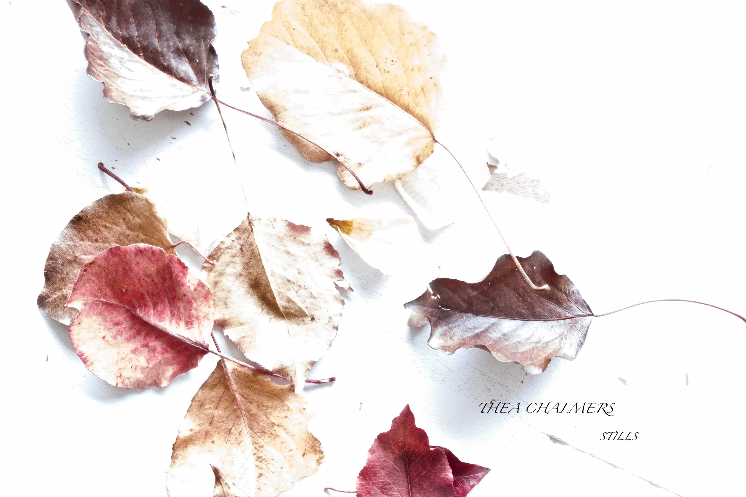 FALL LEAFS.jpg