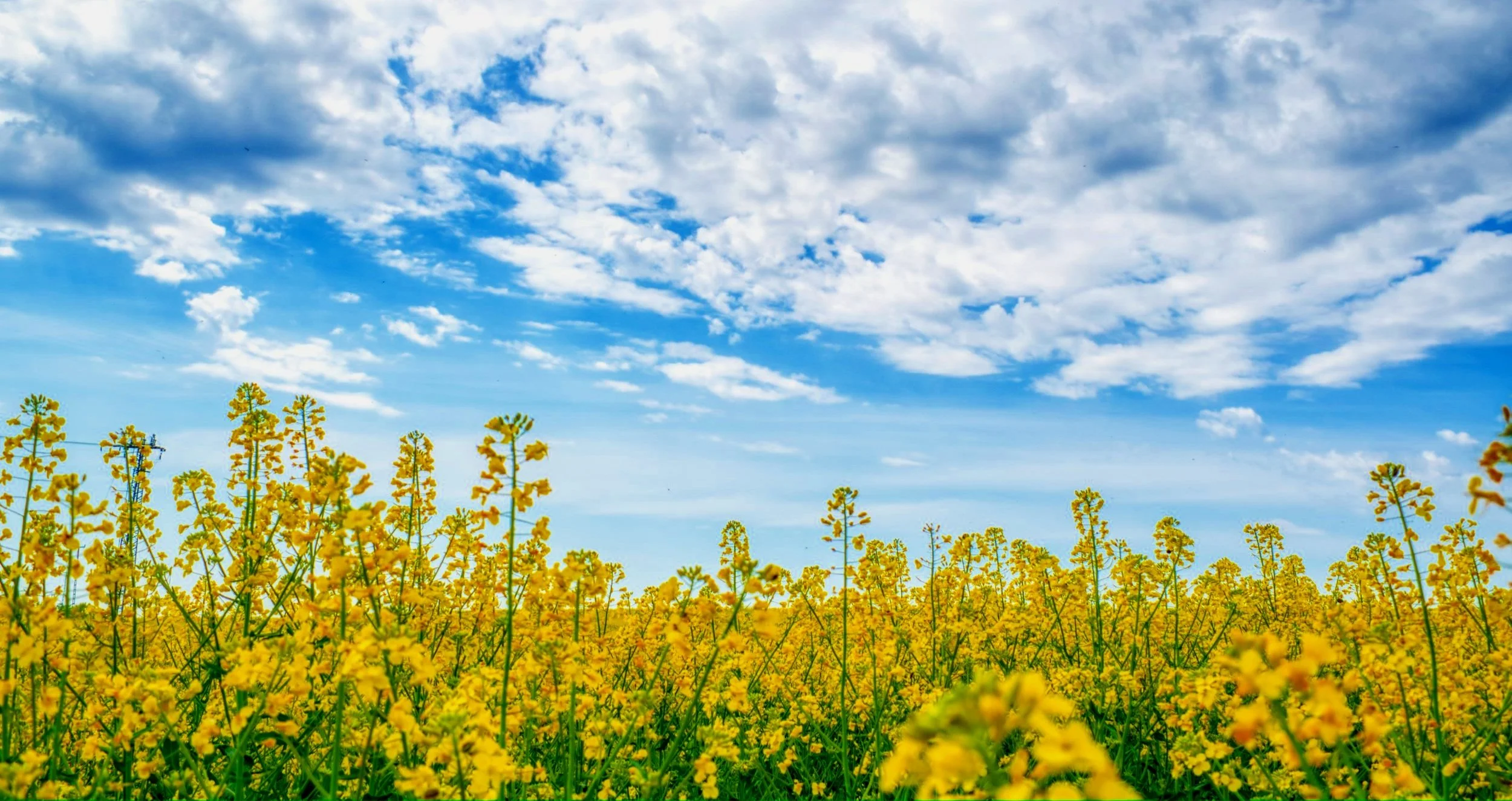 Environmental Impact Investing: A Path for High-Net-Worth Individuals to Drive Change