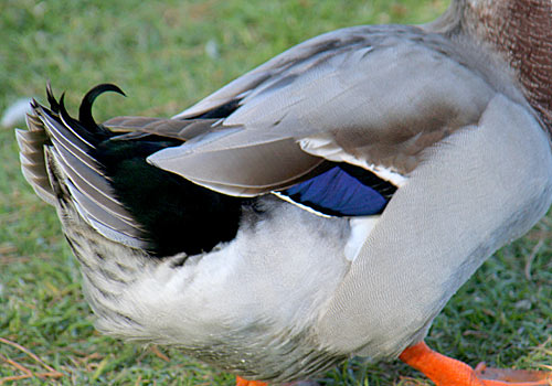 Source: http://www.birdinginformation.com/wp-content/gallery/mallard_duck/mallard-duck-17a.jpg