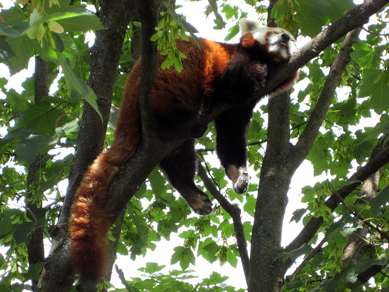 https://en.wikipedia.org/wiki/Red_panda#/media/File:Tiergarten_Schoenbrunn_Kleiner_Panda_2.jpg