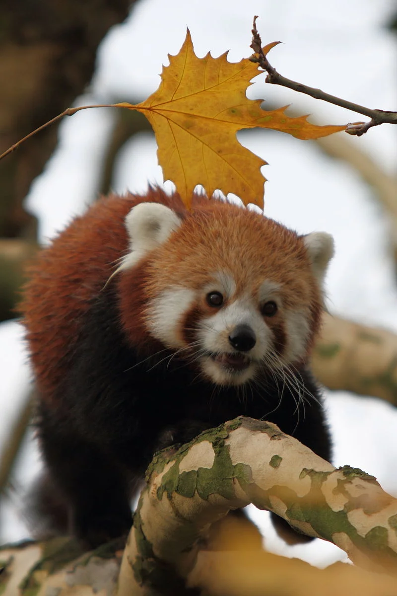 https://en.wikipedia.org/wiki/Red_panda#/media/File:Ailurus_fulgens_-Diergaarde_Blijdorp-8a.jpg