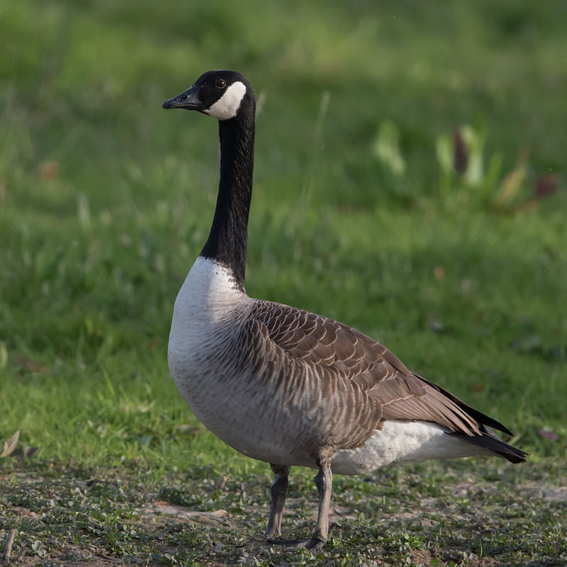 https://upload.wikimedia.org/wikipedia/commons/e/e6/Kanadagans_Branta_canadensis.jpg