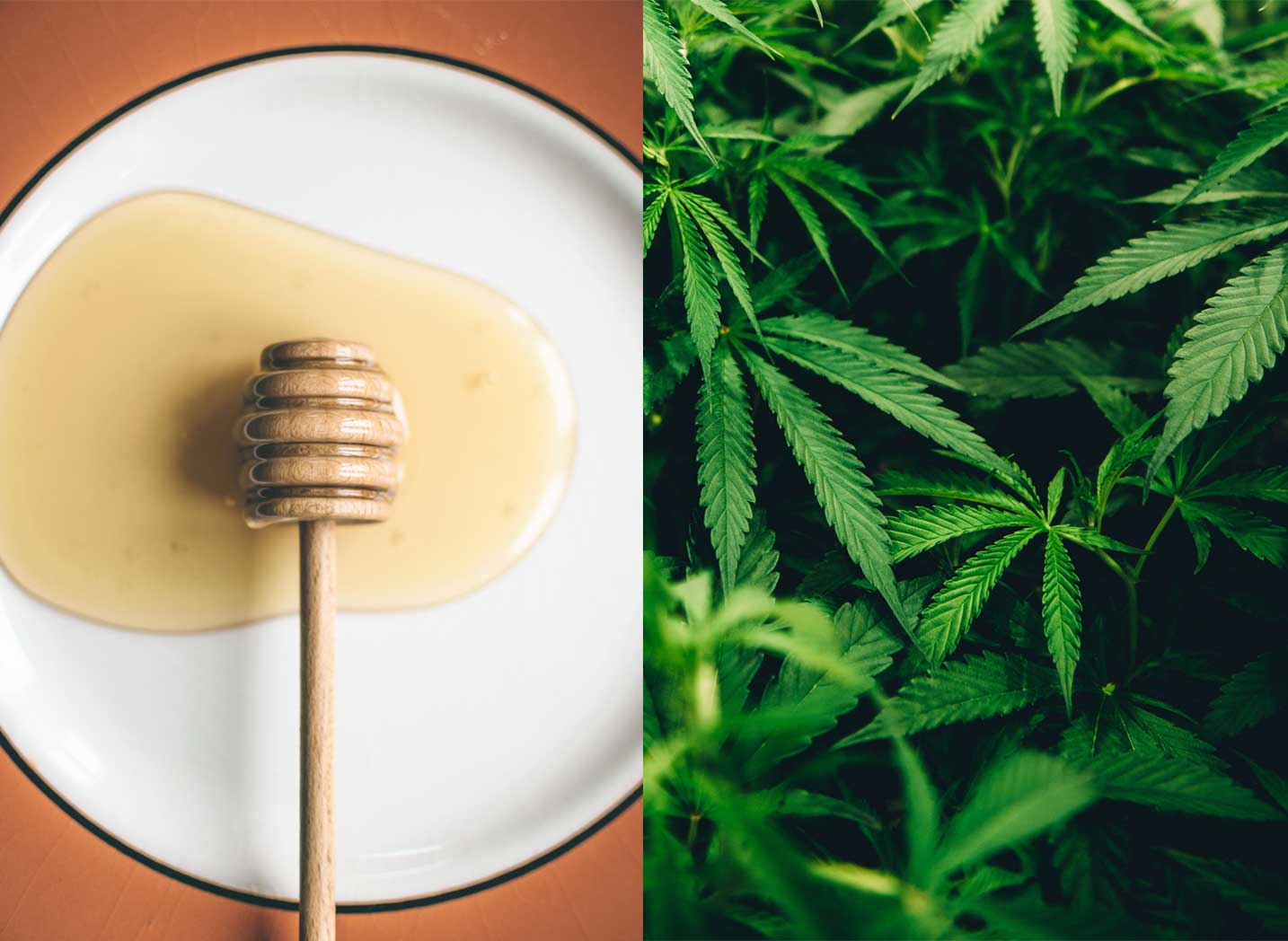 hemp-honey-banner.jpg