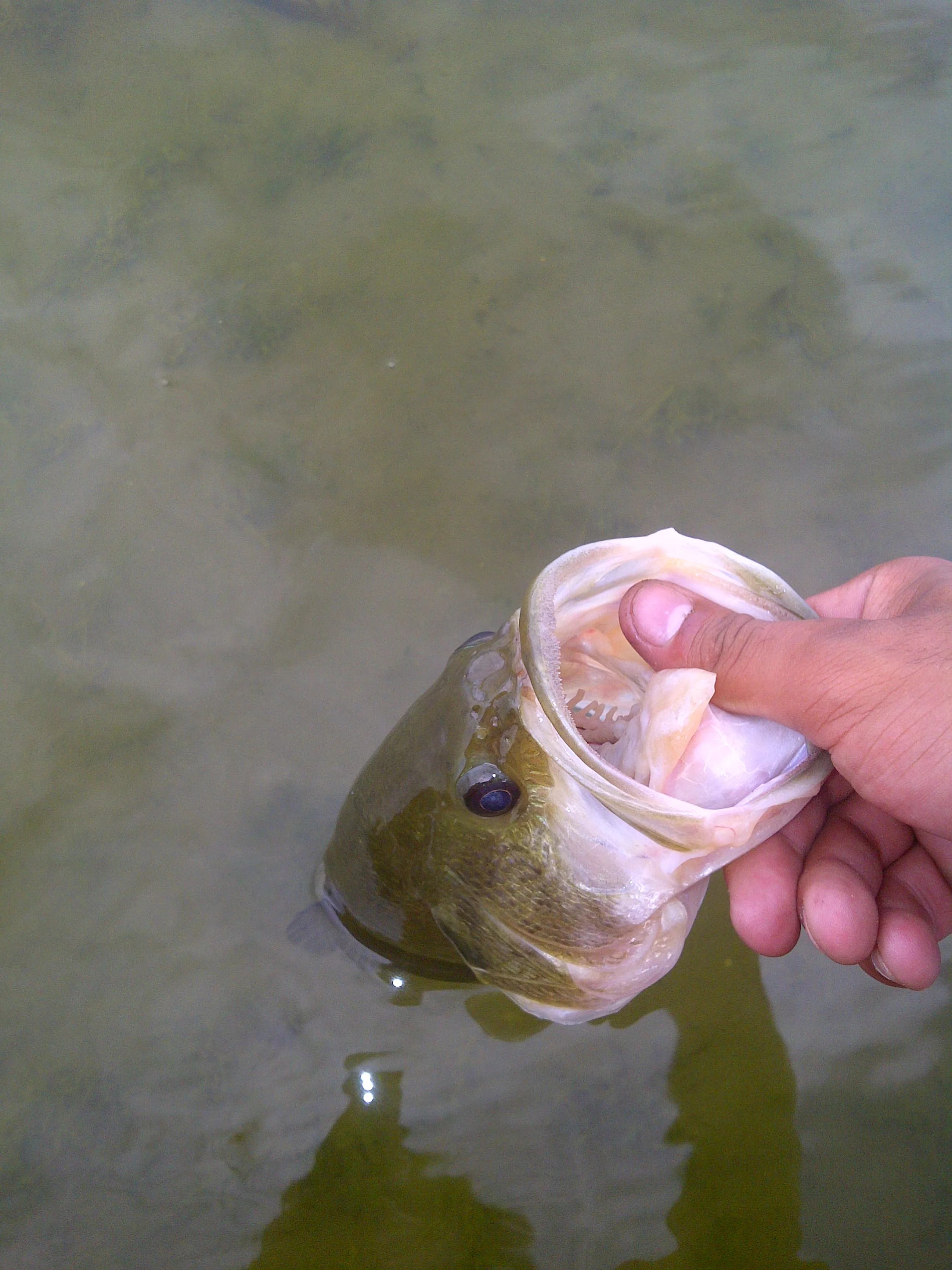 IMG-20110714-00080.jpg