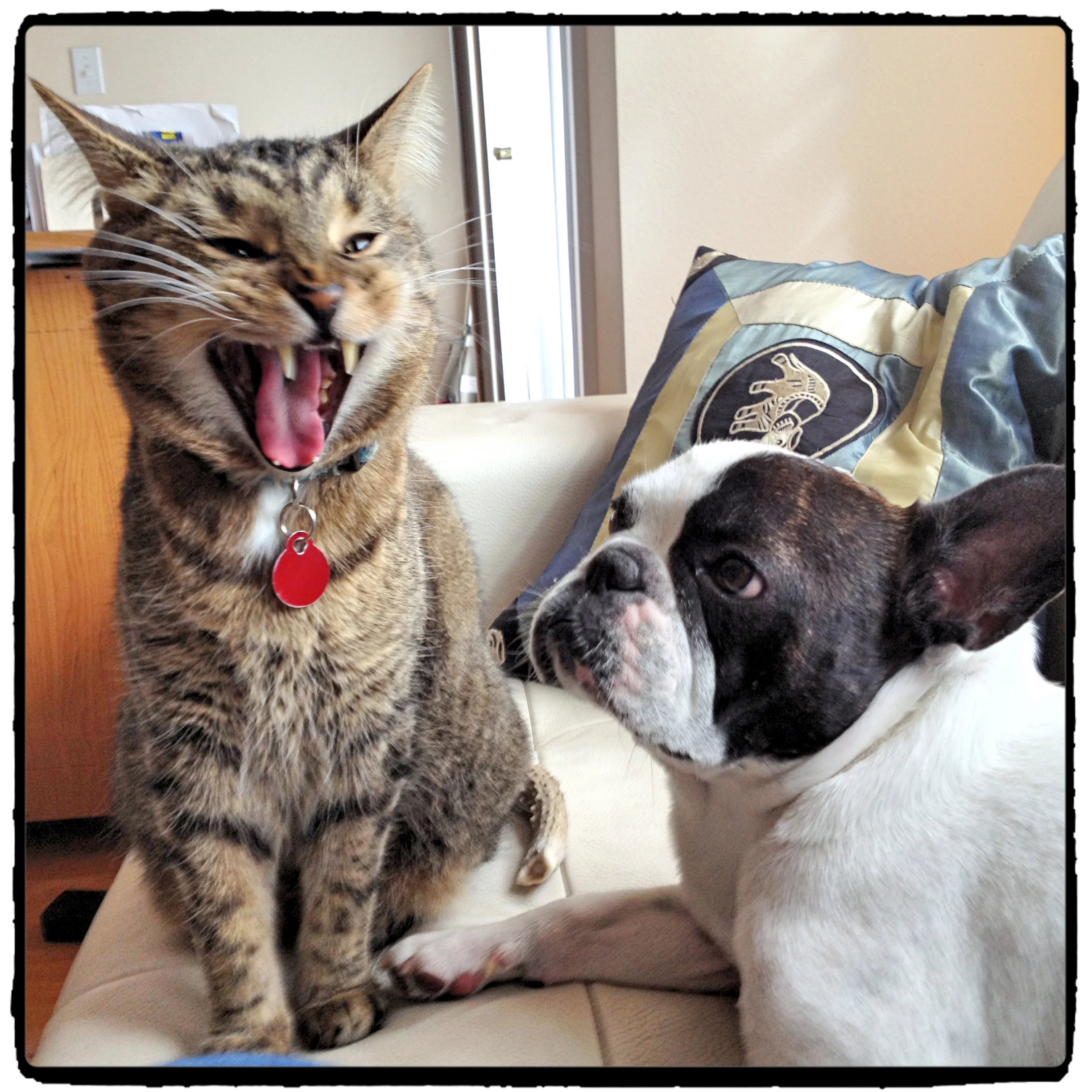Tiger & Beau