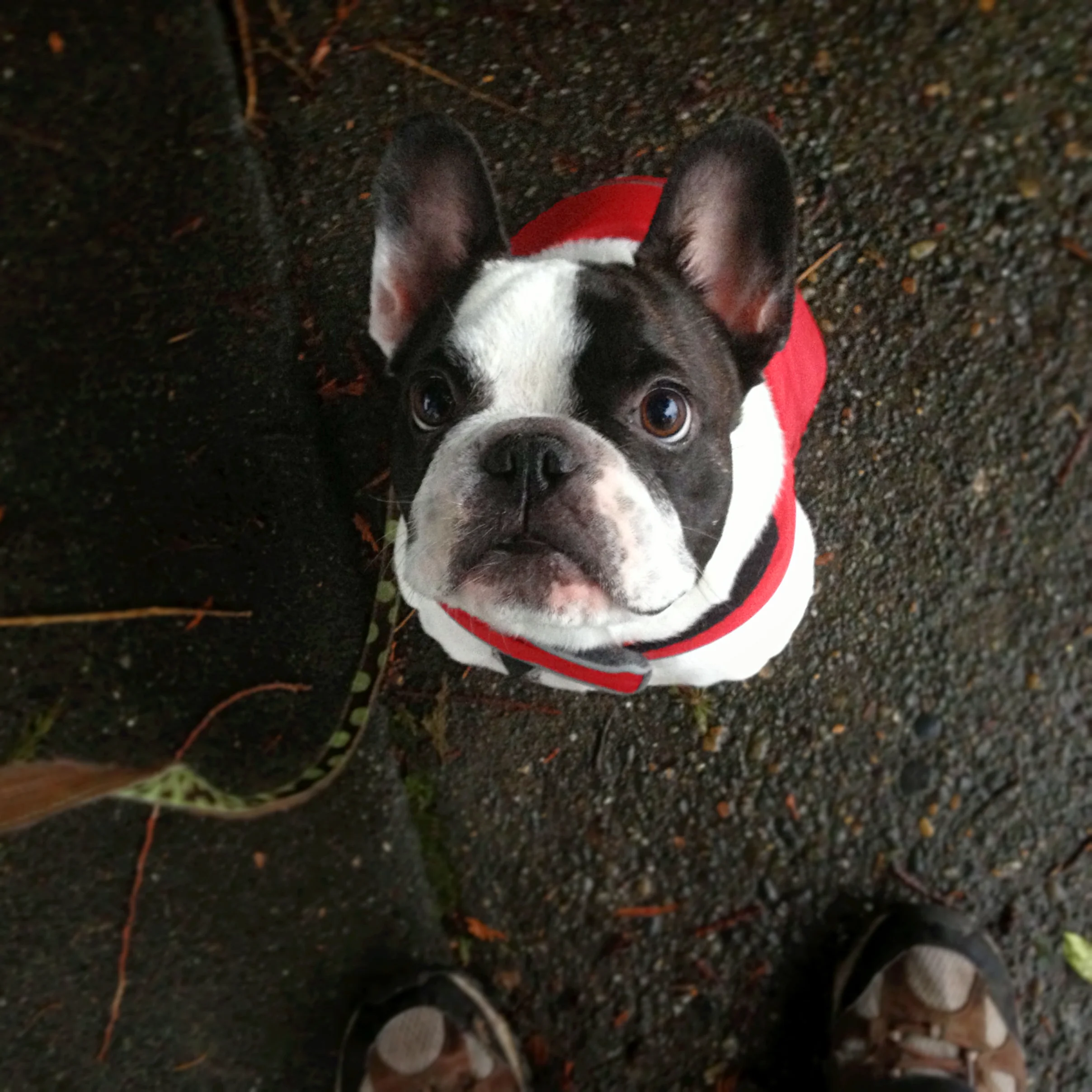 Beau