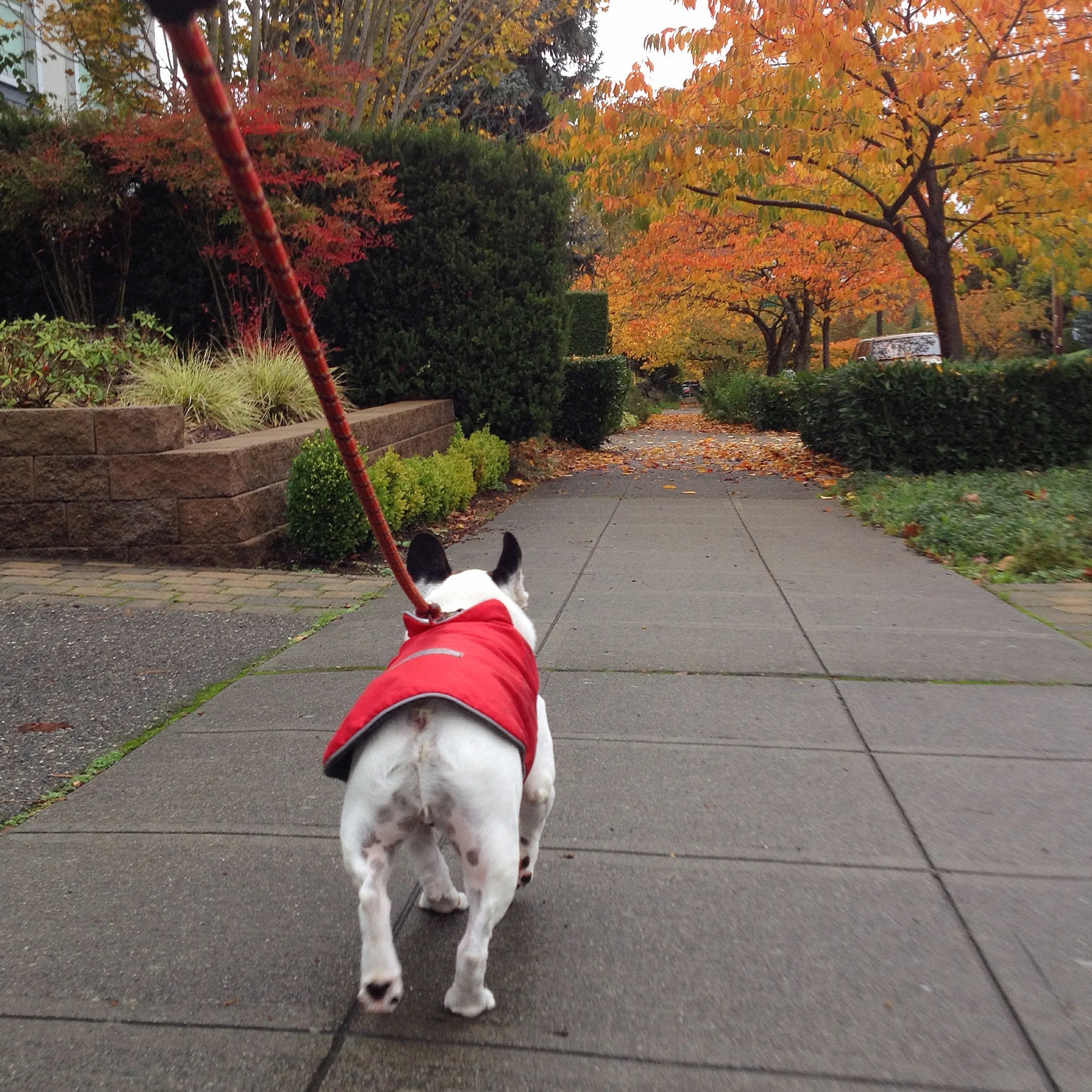 Beau on the move!
