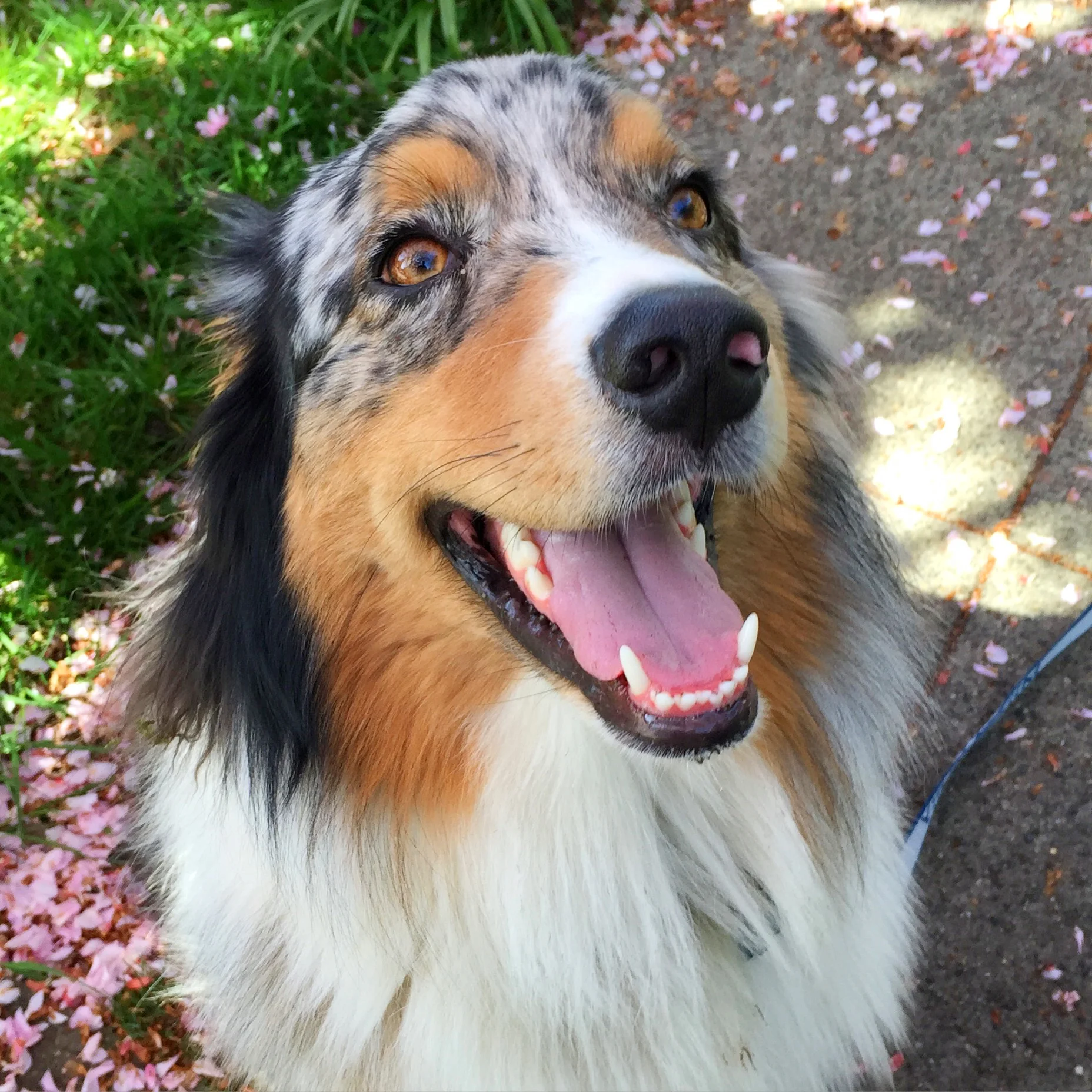 Indie's smile