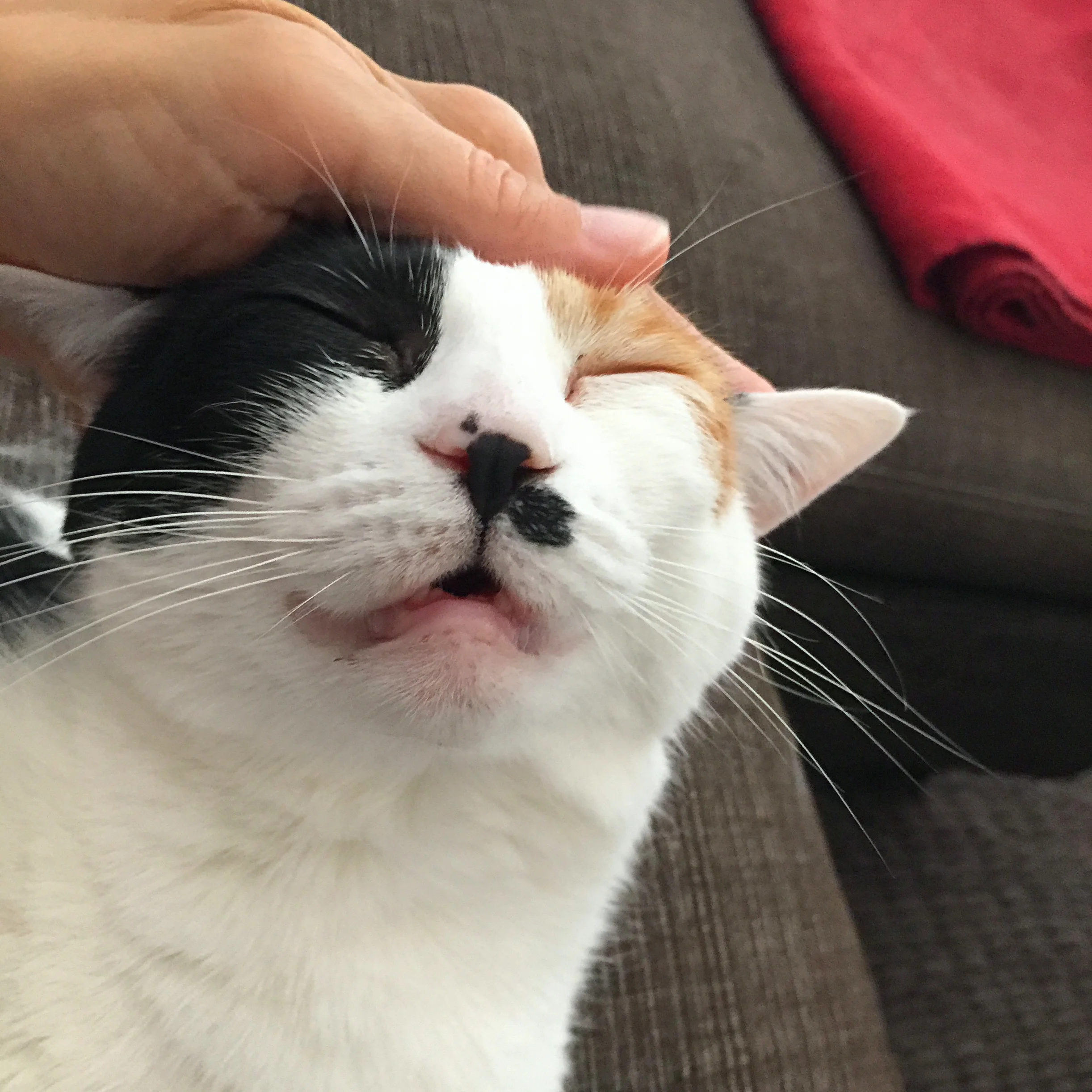 Little Meow