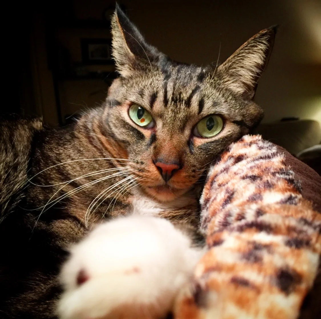 Camera-shy Milo
