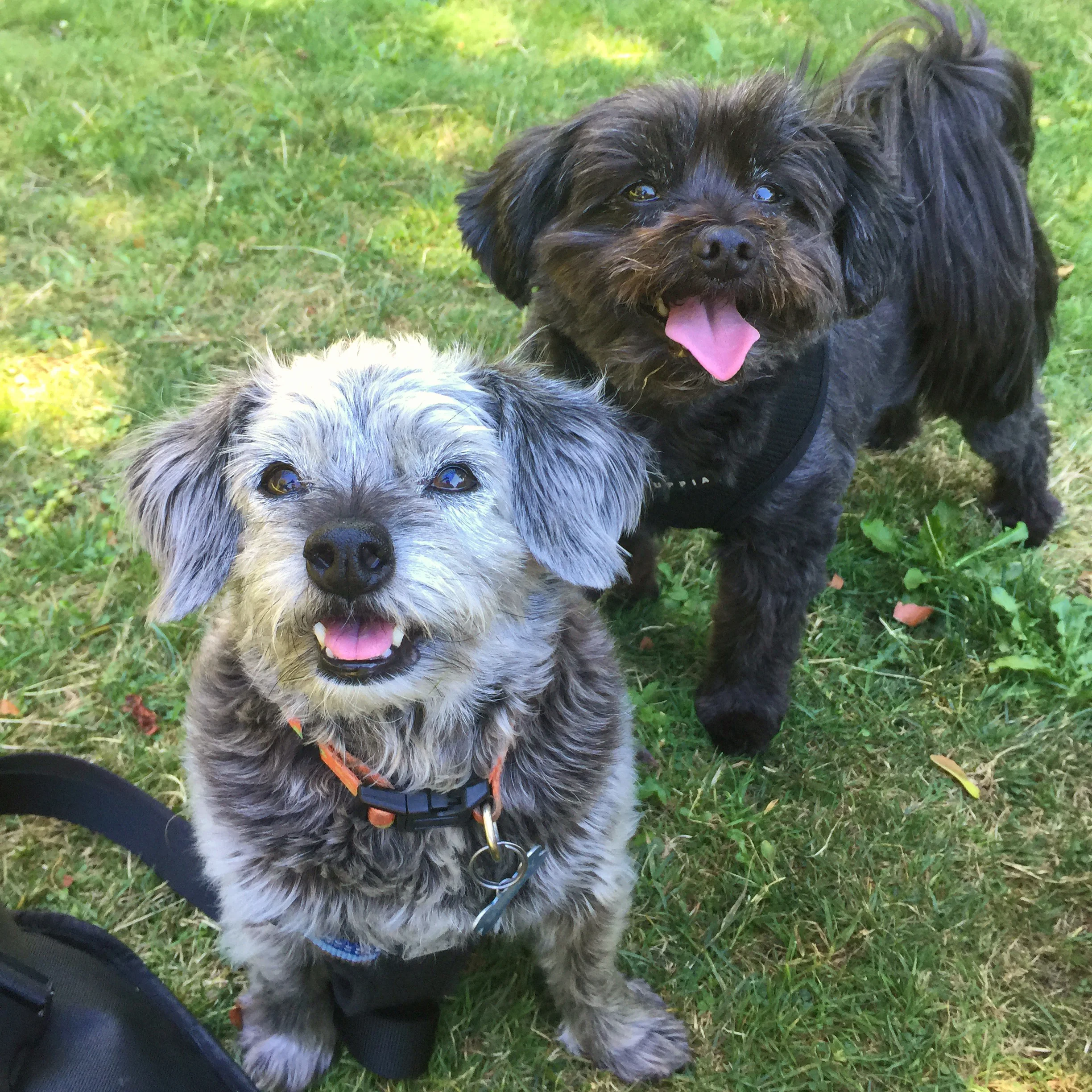 Benny & Moxie