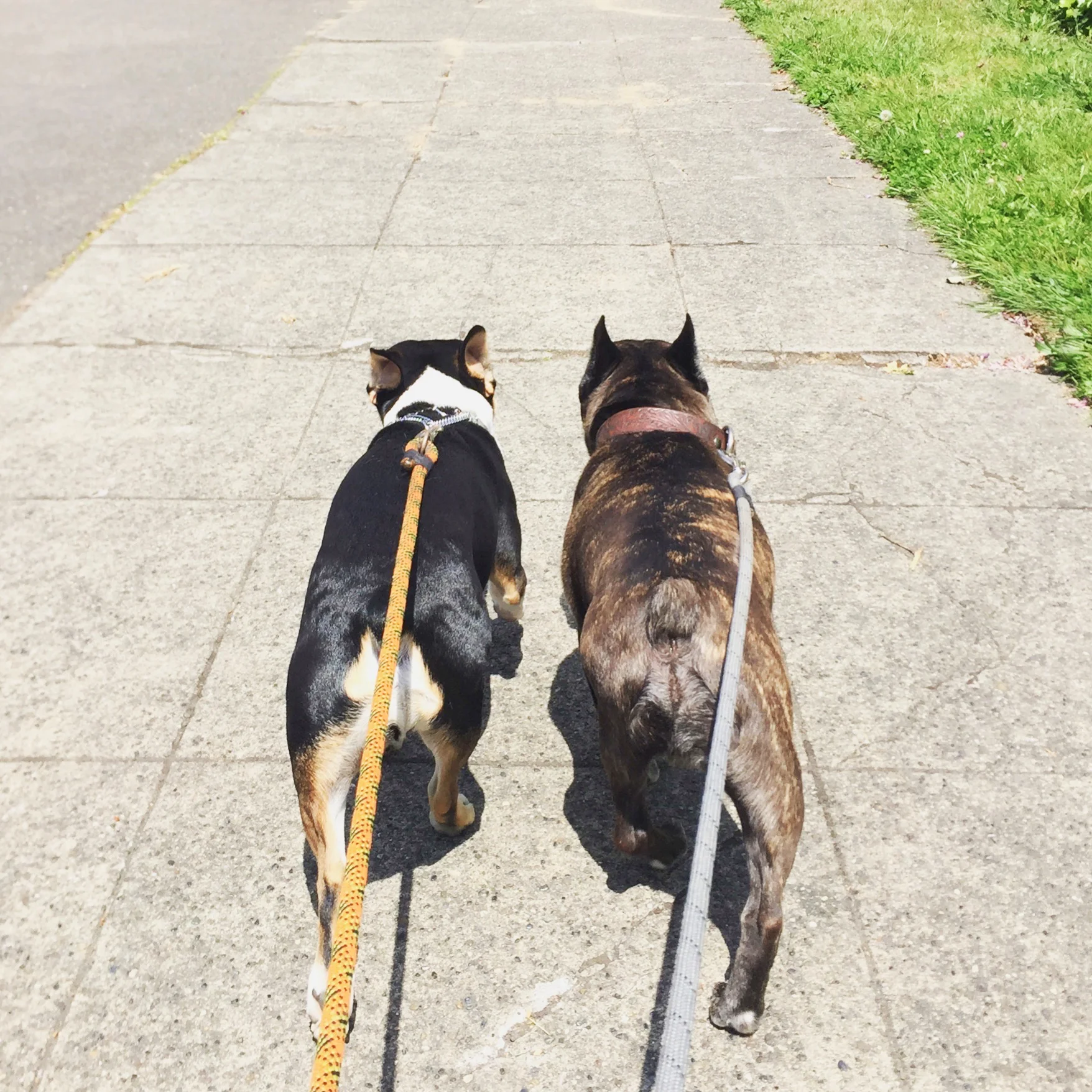 Walkies with Oliver & Benny!