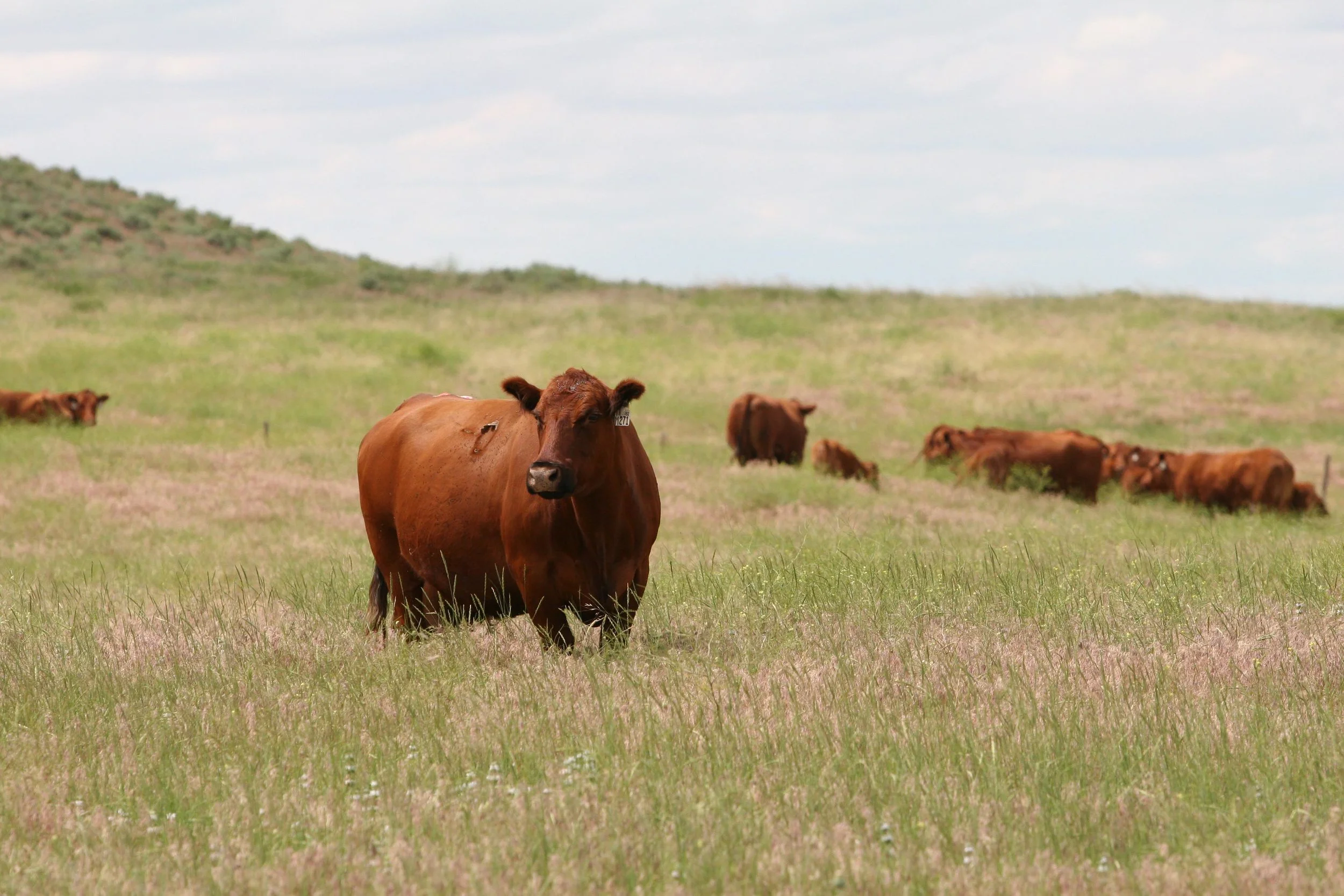 schuler-red-angus-beef-bridgeport-nebraska-cattle-farm-2.jpg