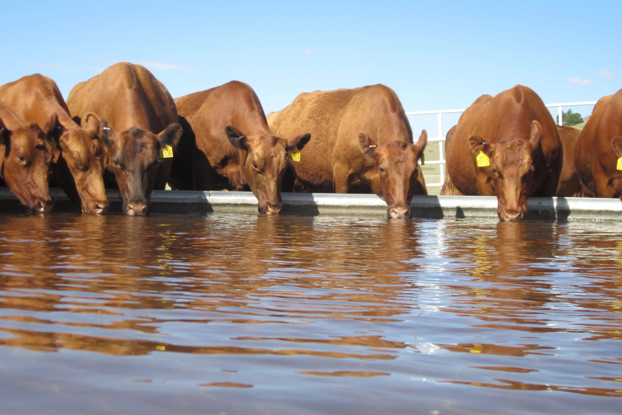 Ladies at the water tank
