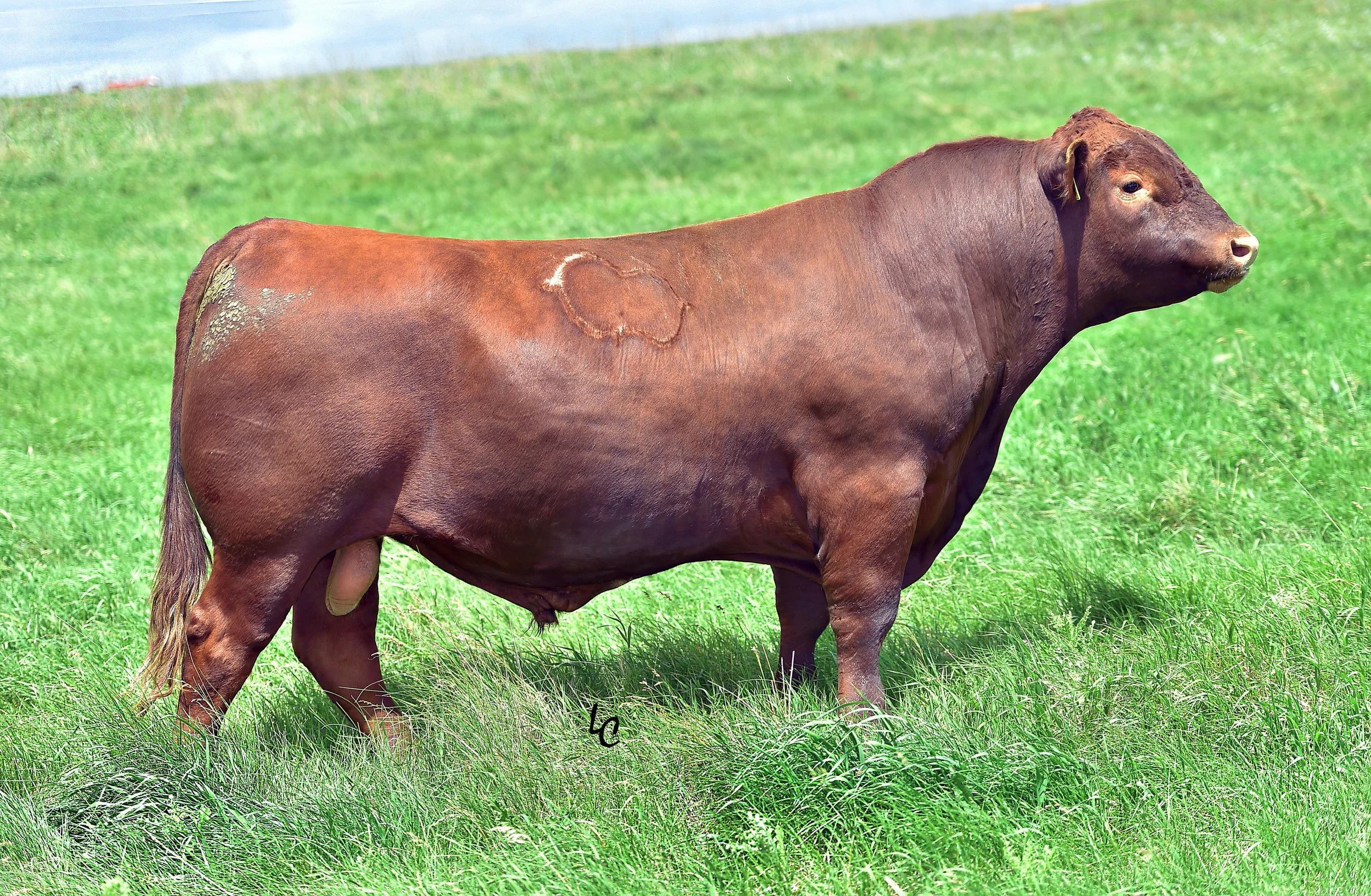 Schuler-Endurance-2101Z-3-year-old-web.jpg