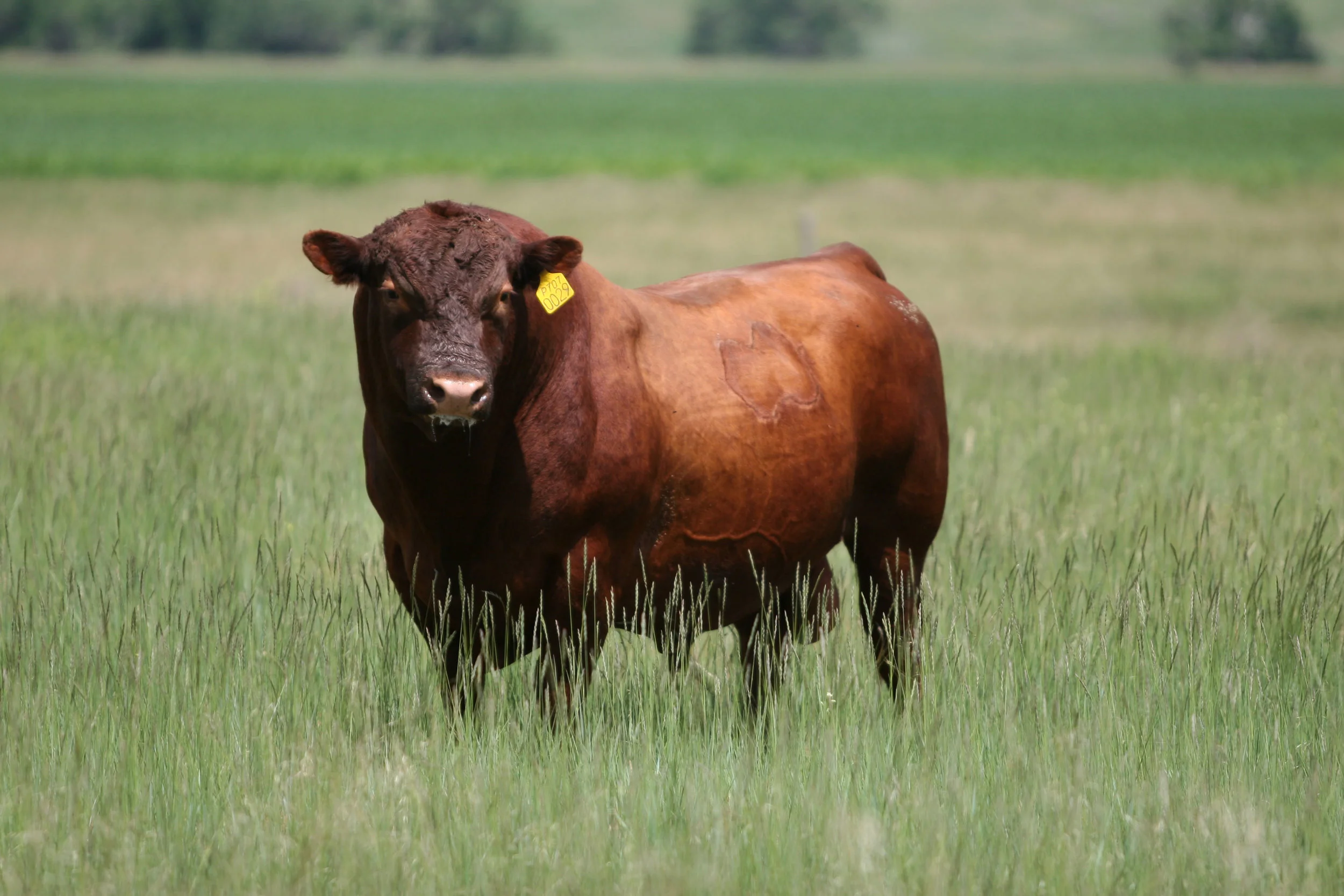 Rebel 0029X is a breed leader for both Herdbuilder and GridMaster indices