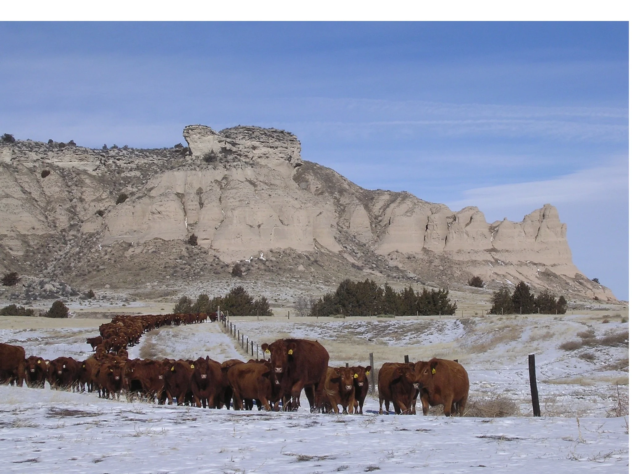 2005Lang's point bred hfrs.JPG