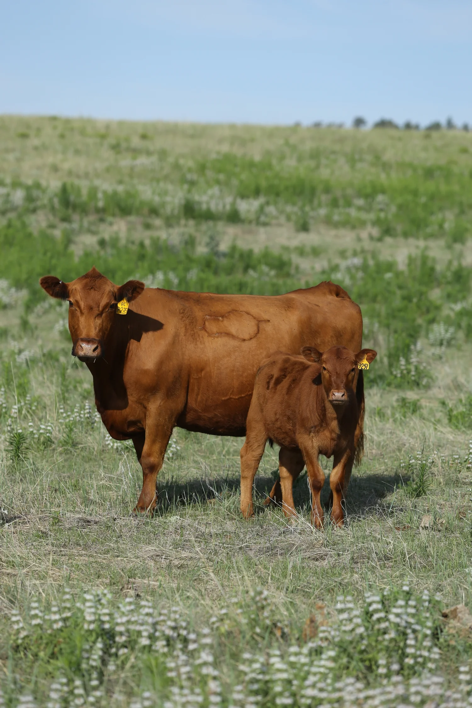 Our Brand — Schuler Red Angus